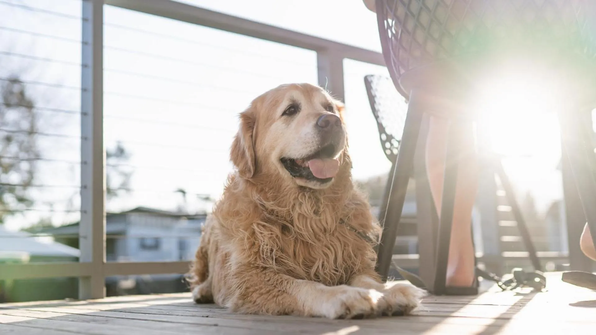 Pets in Barlings Beach Holiday Park