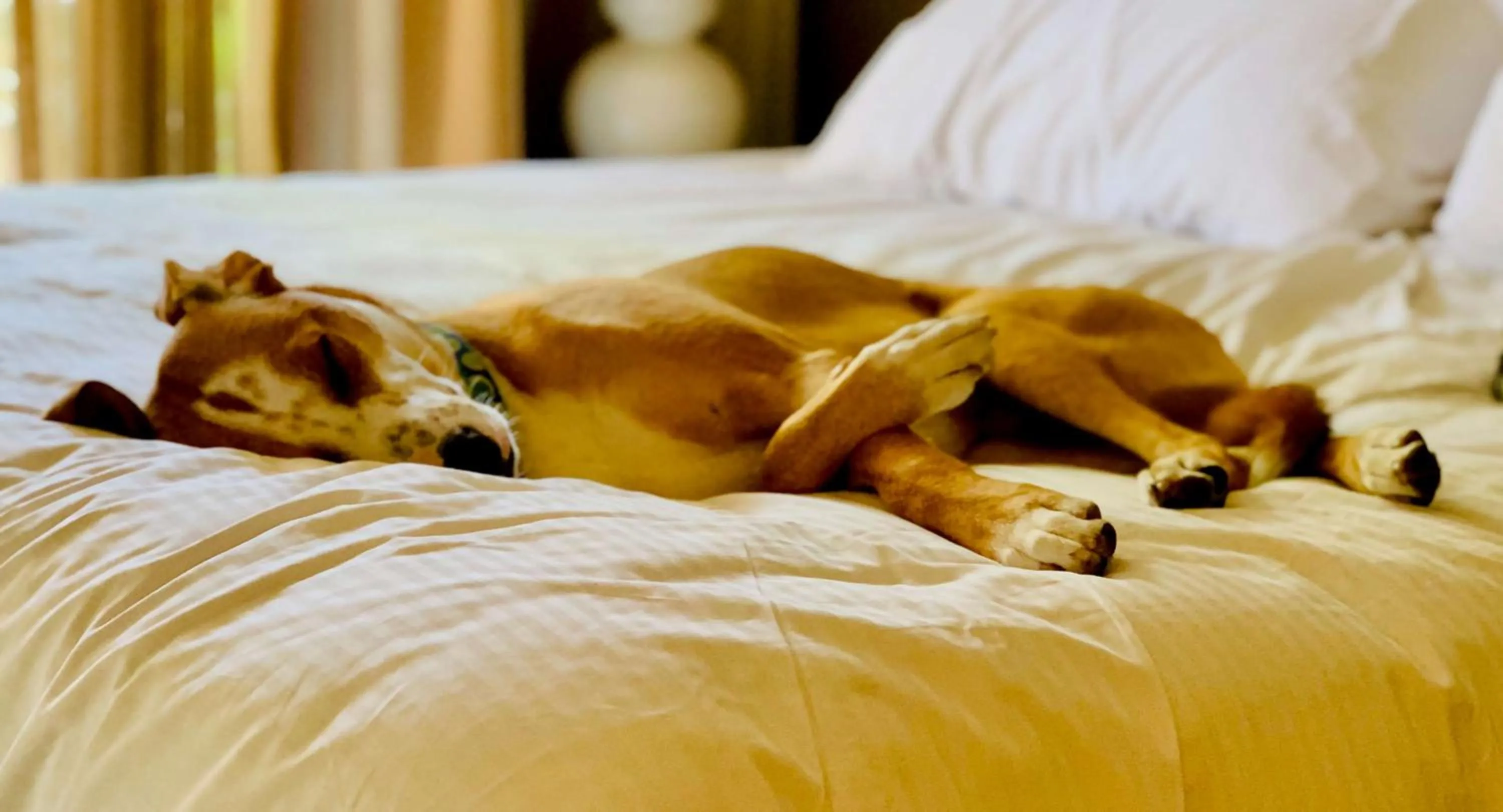 Other, Bed in Sonesta Simply Suites Dallas Richardson