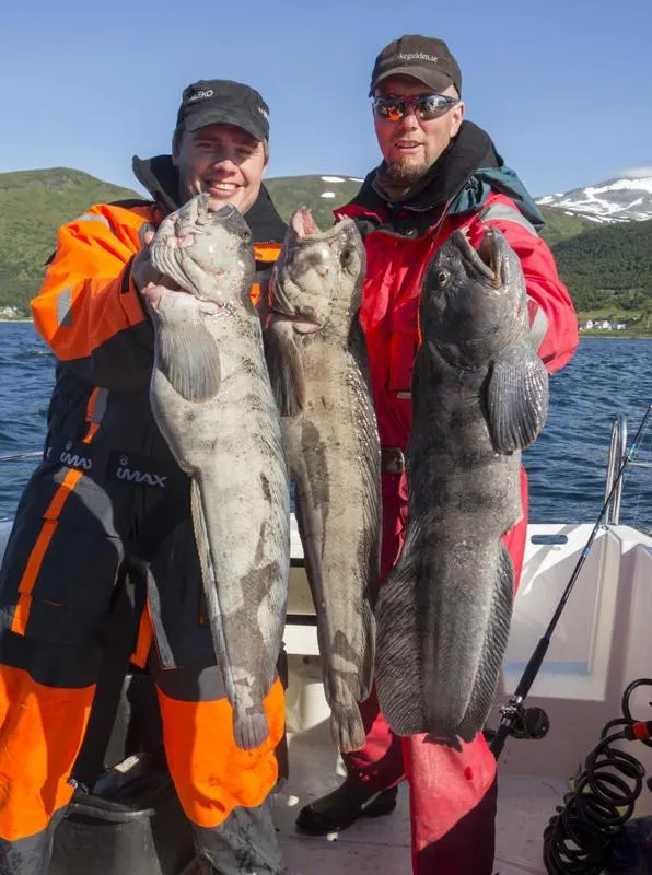 Fishing in Hansnes Havfiske