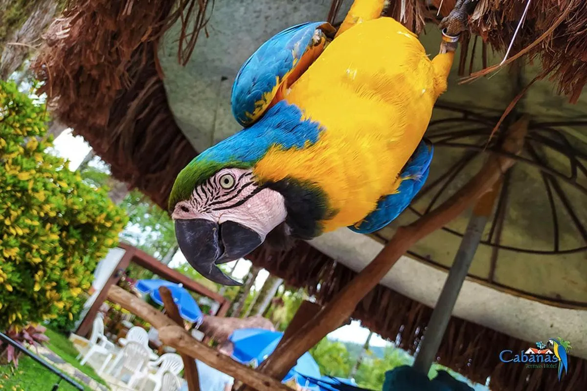 Animals in Cabanas Termas Hotel