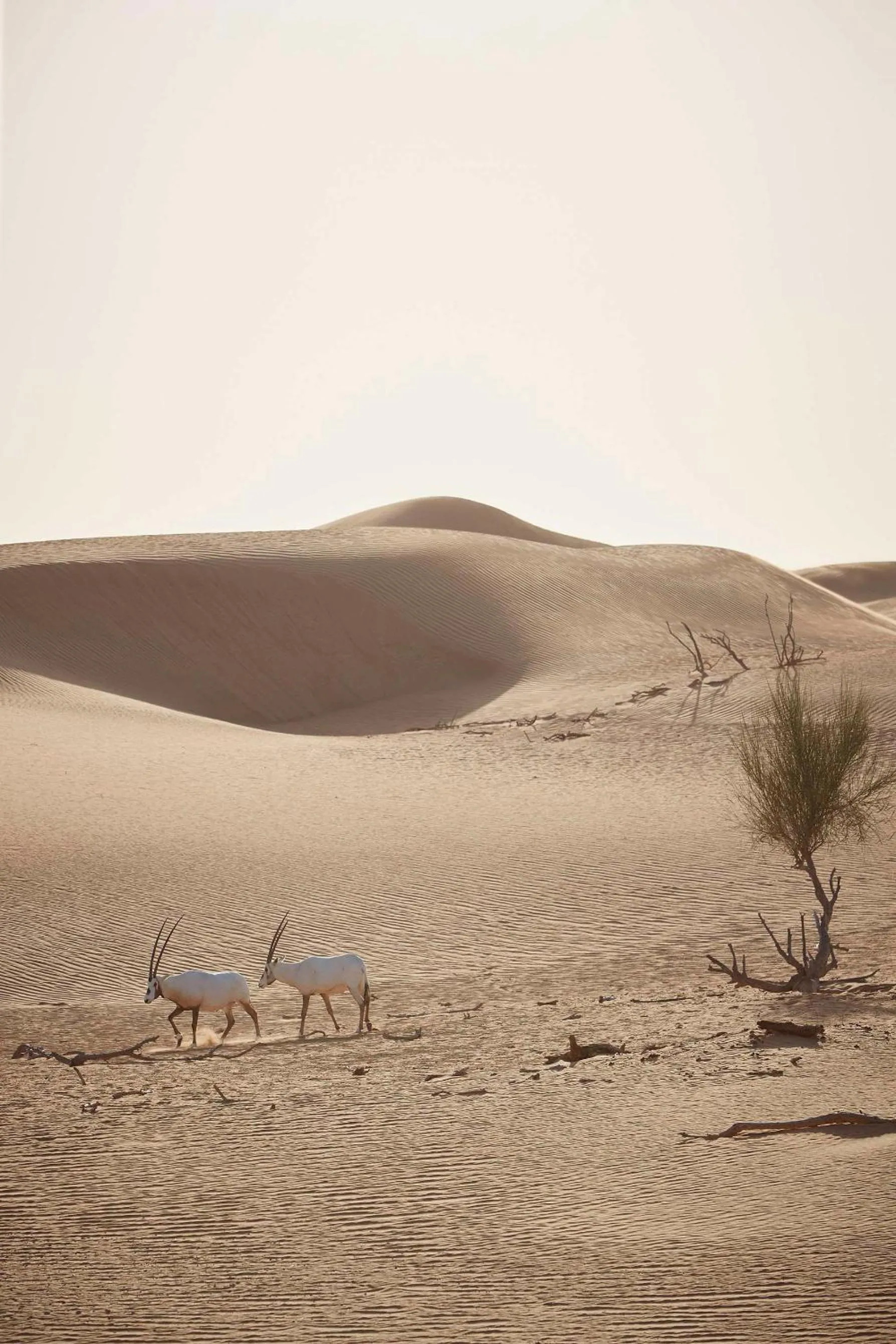 On site in Address Dubai Mall