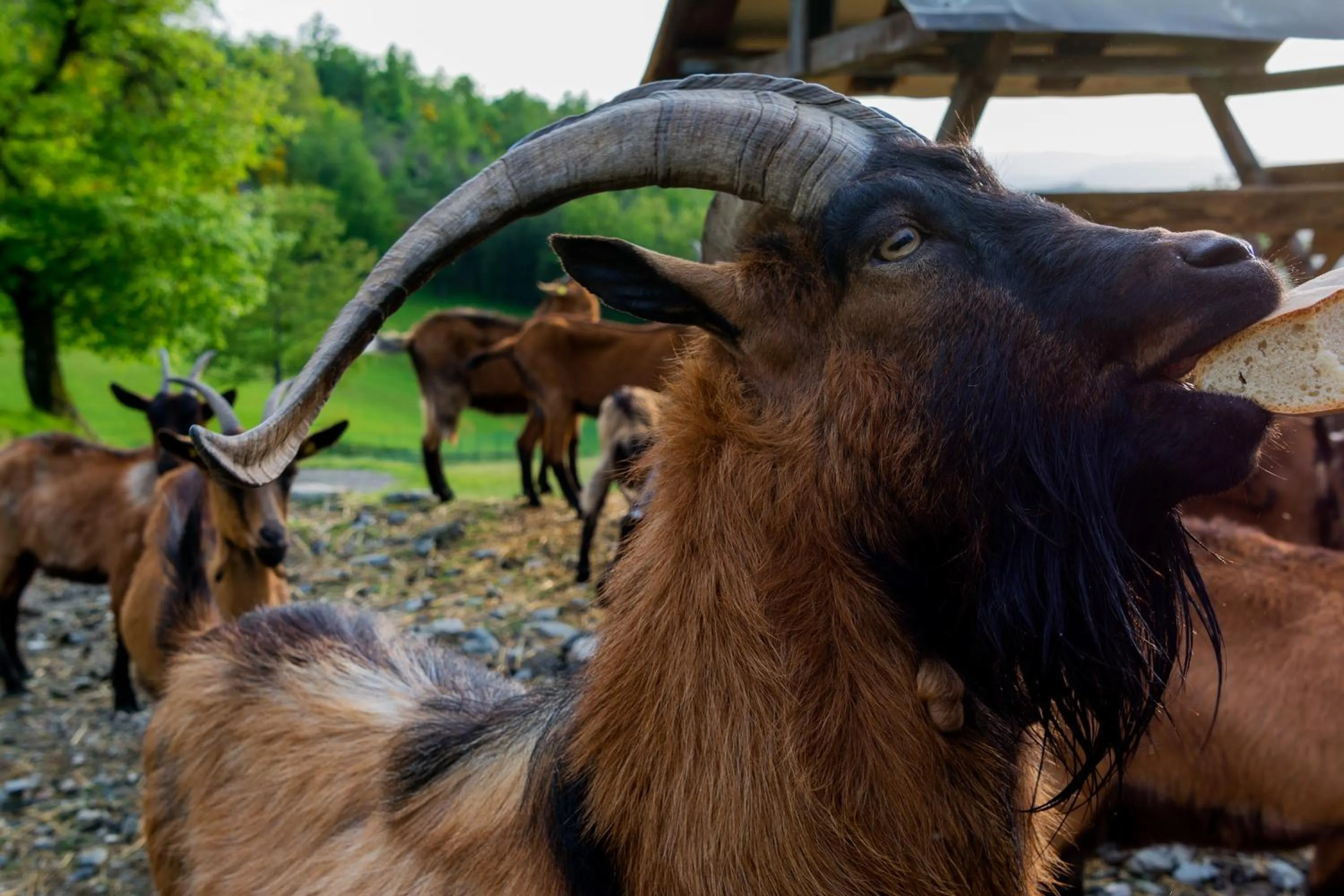 Agriturismo Casapasserini