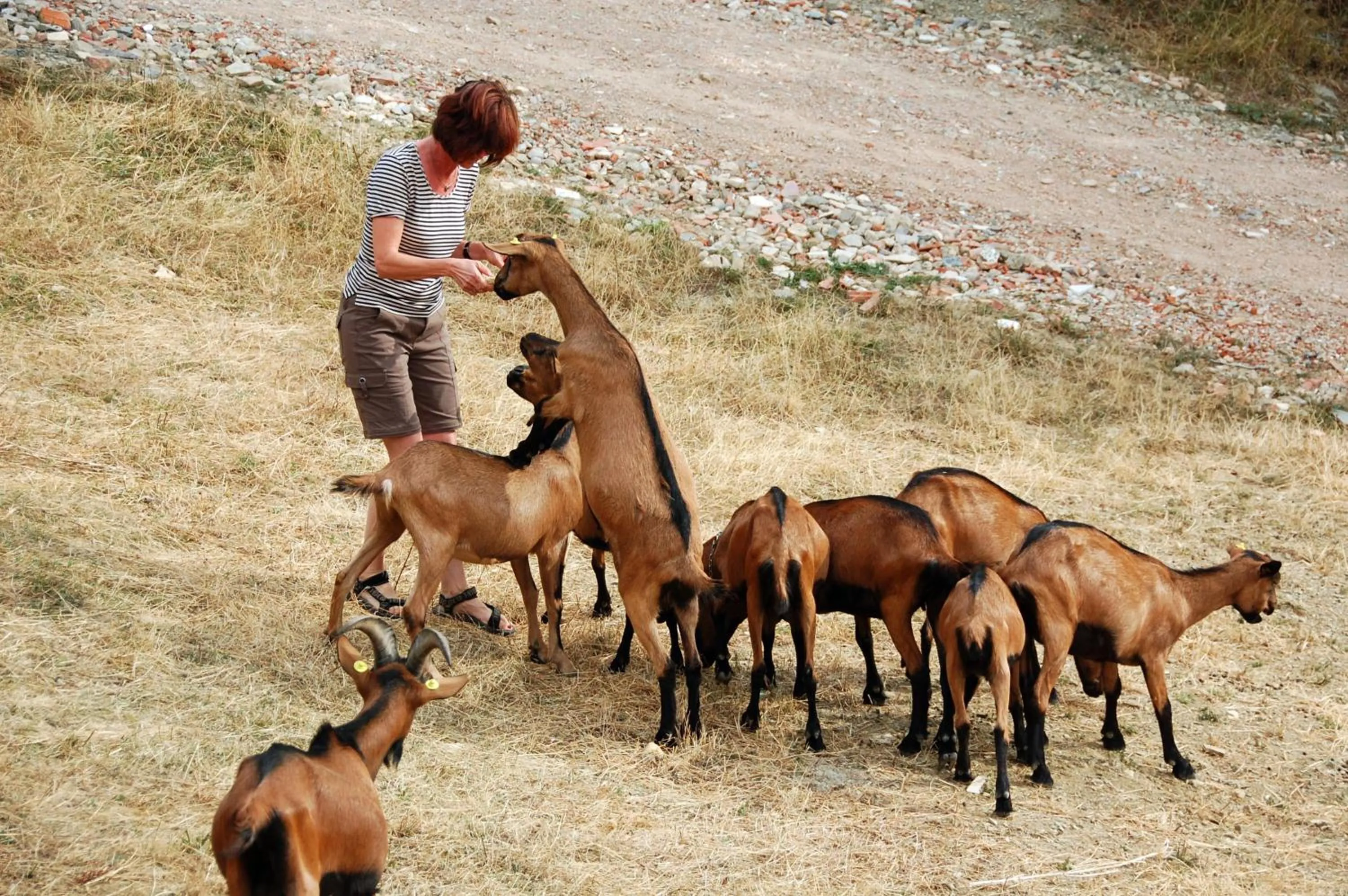 Pets in Agriturismo Casapasserini