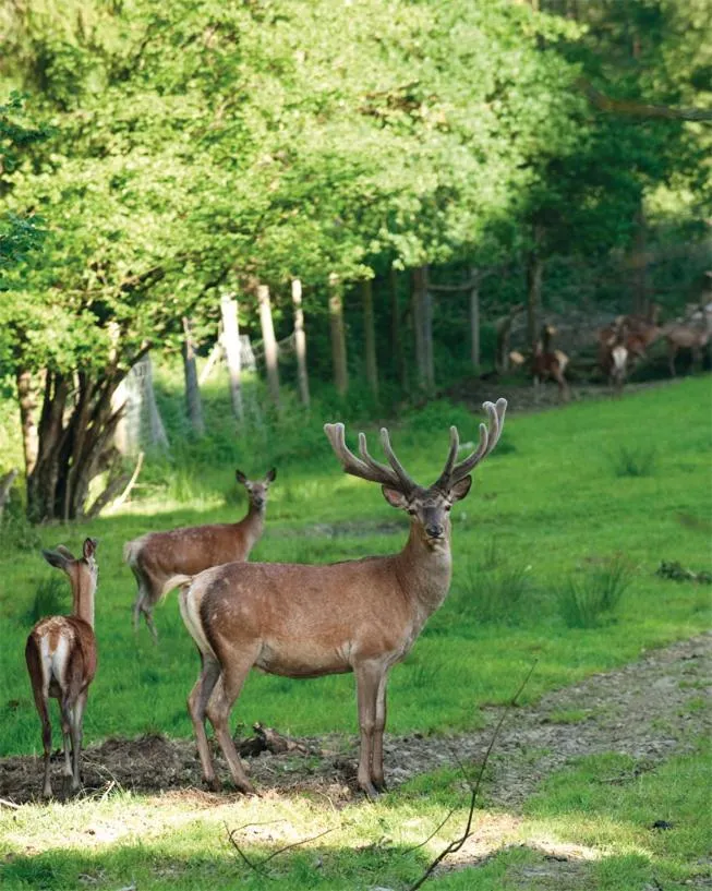 Animals in Gutshotel Odelzhausen