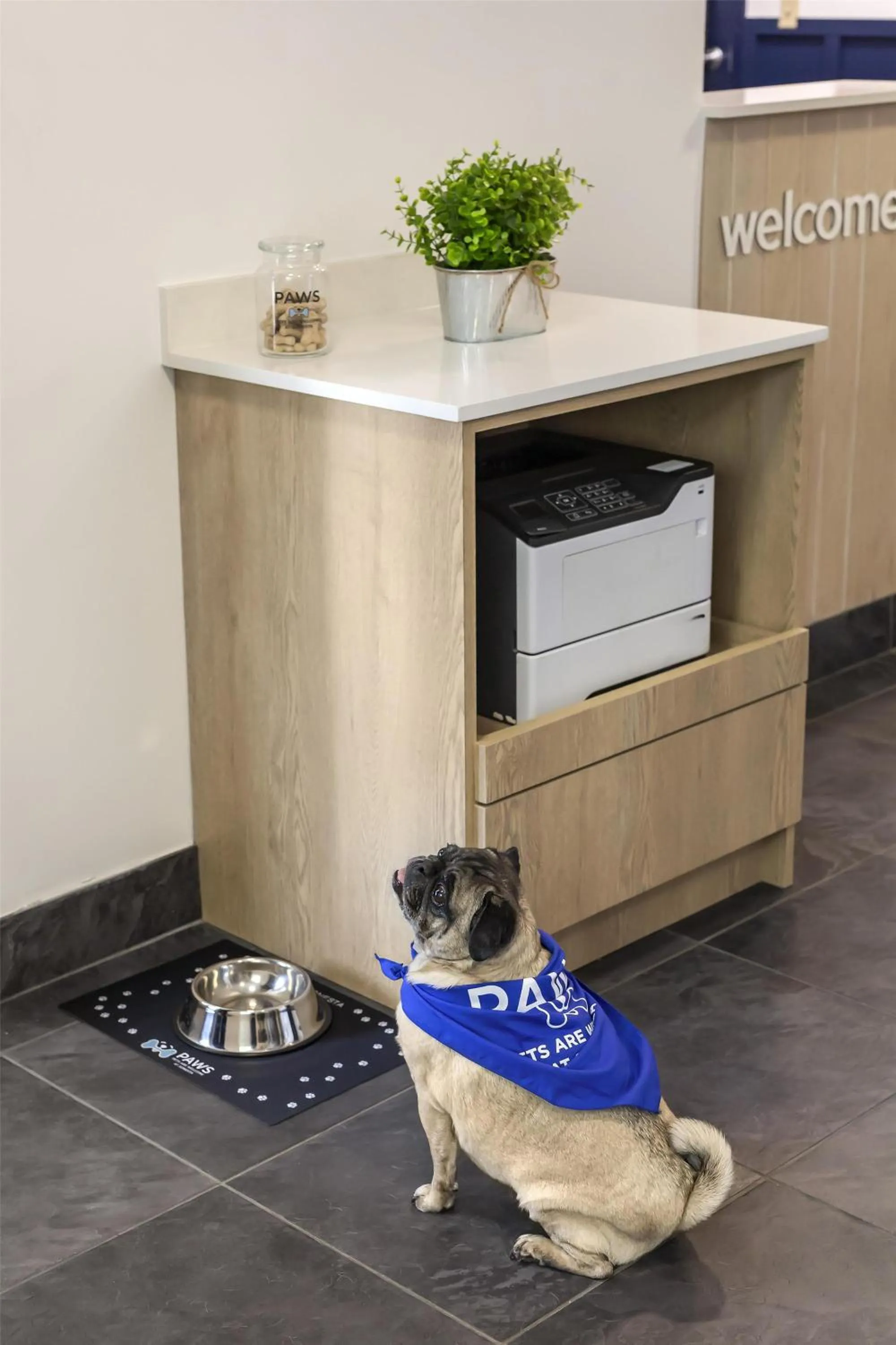 Pets in Sonesta Simply Suites Boston Burlington