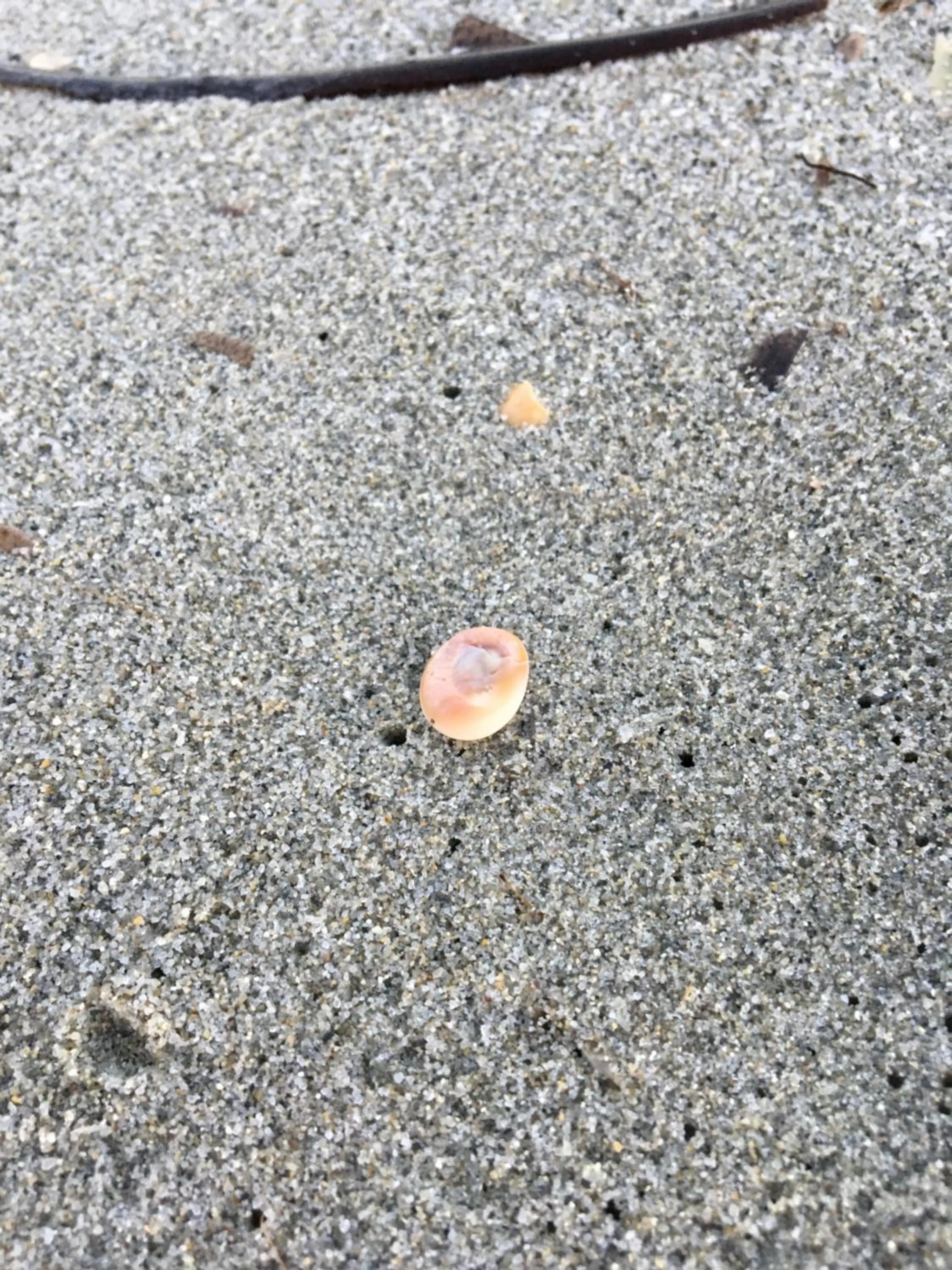 Suite cucinino, bagno, ingresso indipendente in" Villa VìVì"