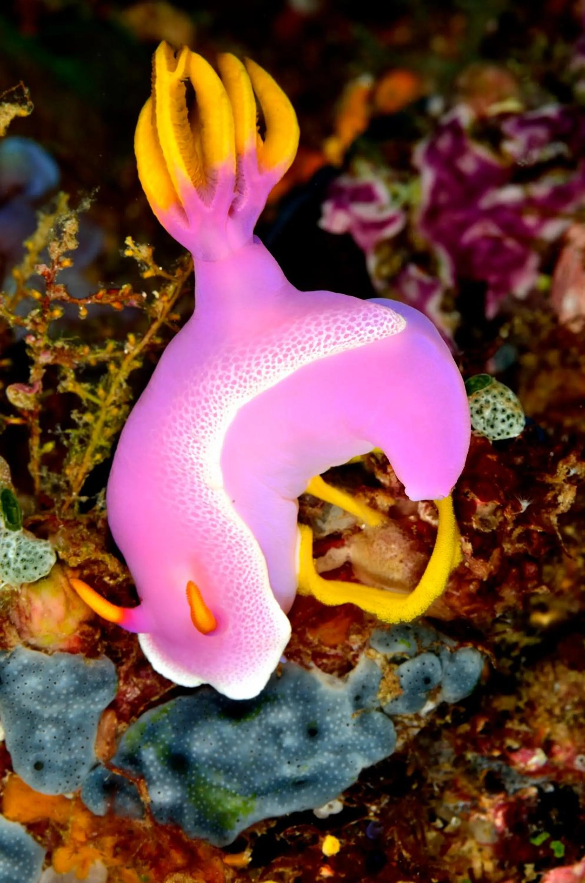 Diving in Gangga Island Resort & Spa