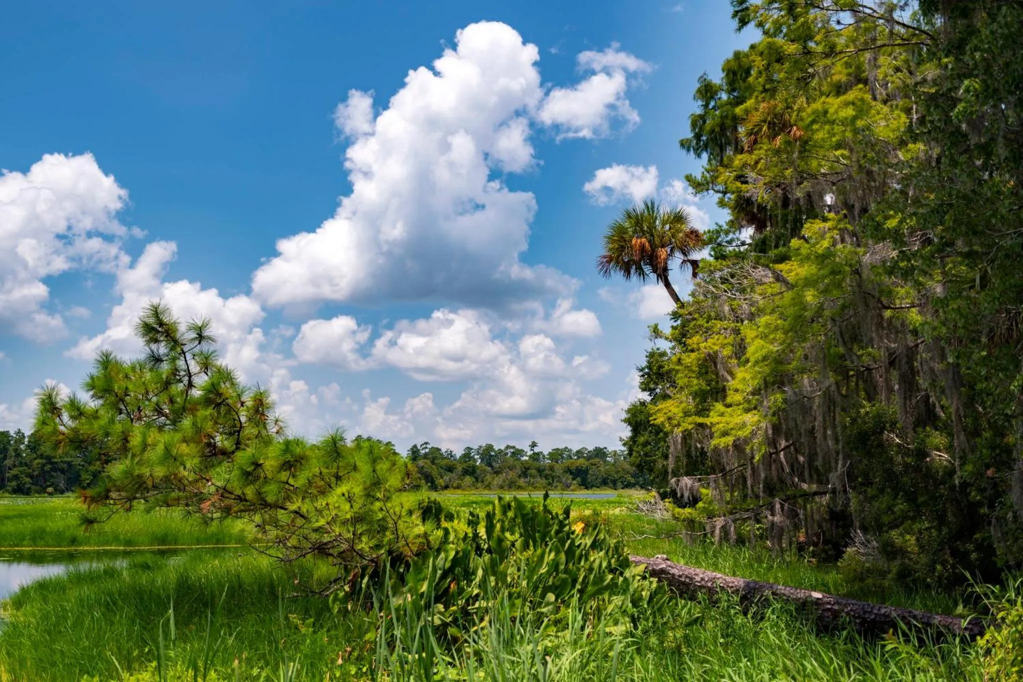 Nearby landmark in Holiday Inn Express Silver Springs - Ocala by IHG