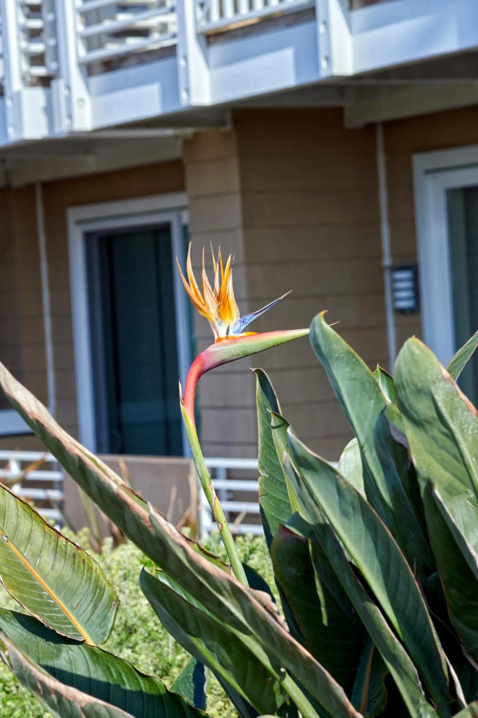 Beach House Hotel at Hermosa Beach