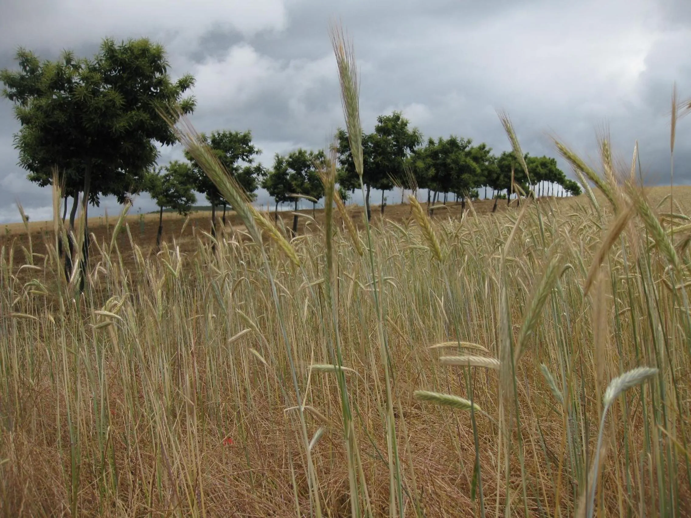 Natural landscape in Candeias do Souto
