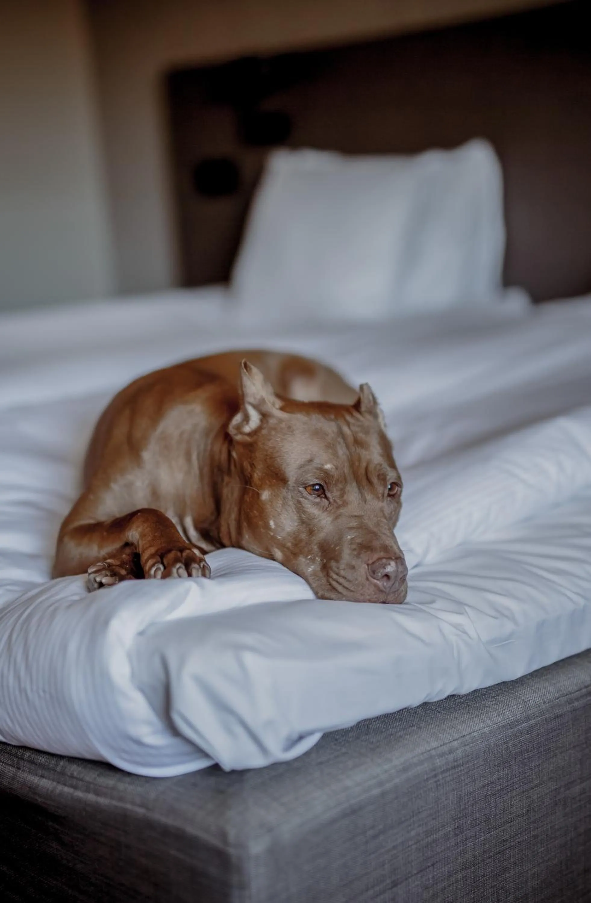 Bed in Quality Hotel Royal Corner