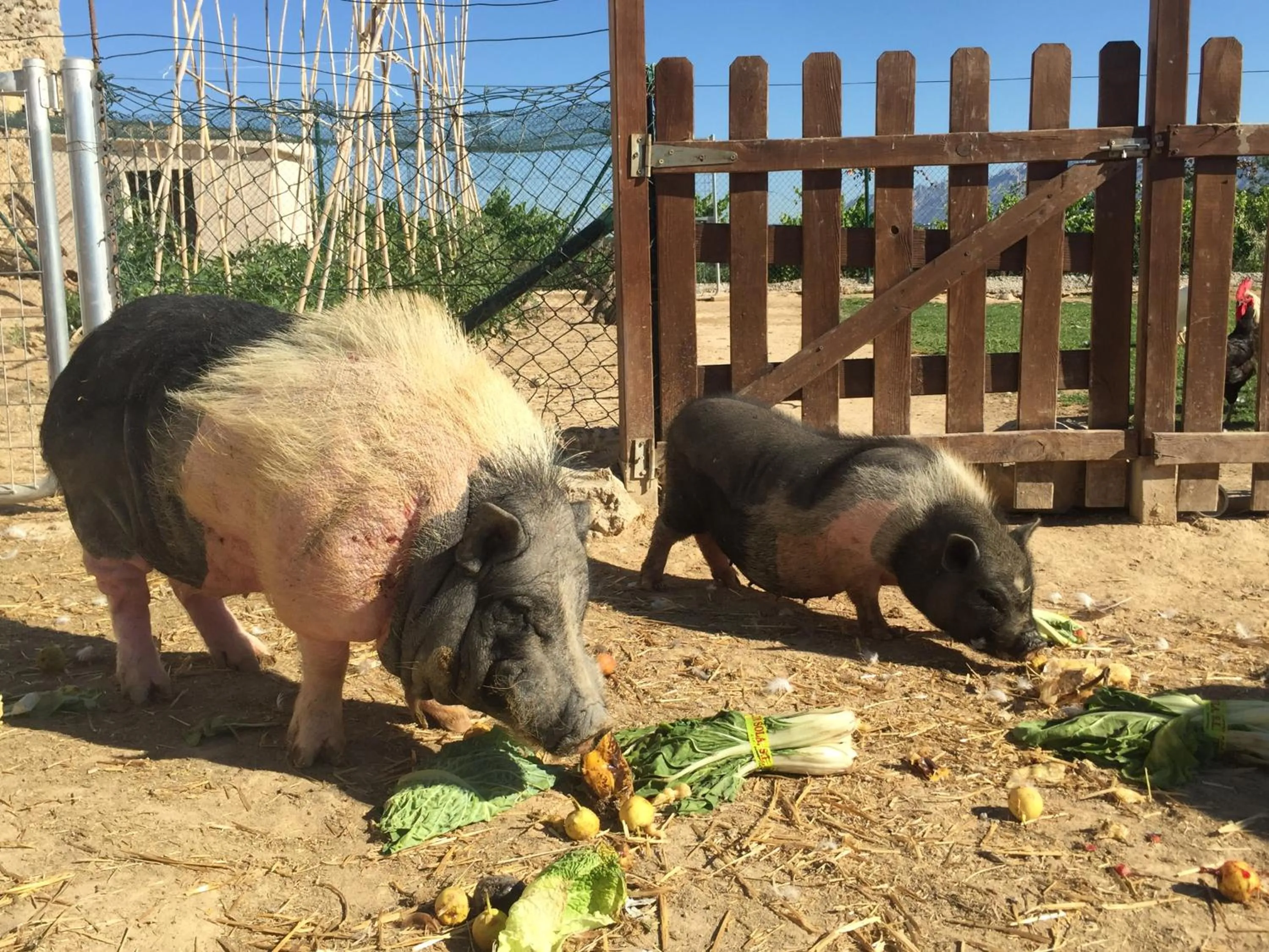 Pets in Masia Can Canyes & Spa