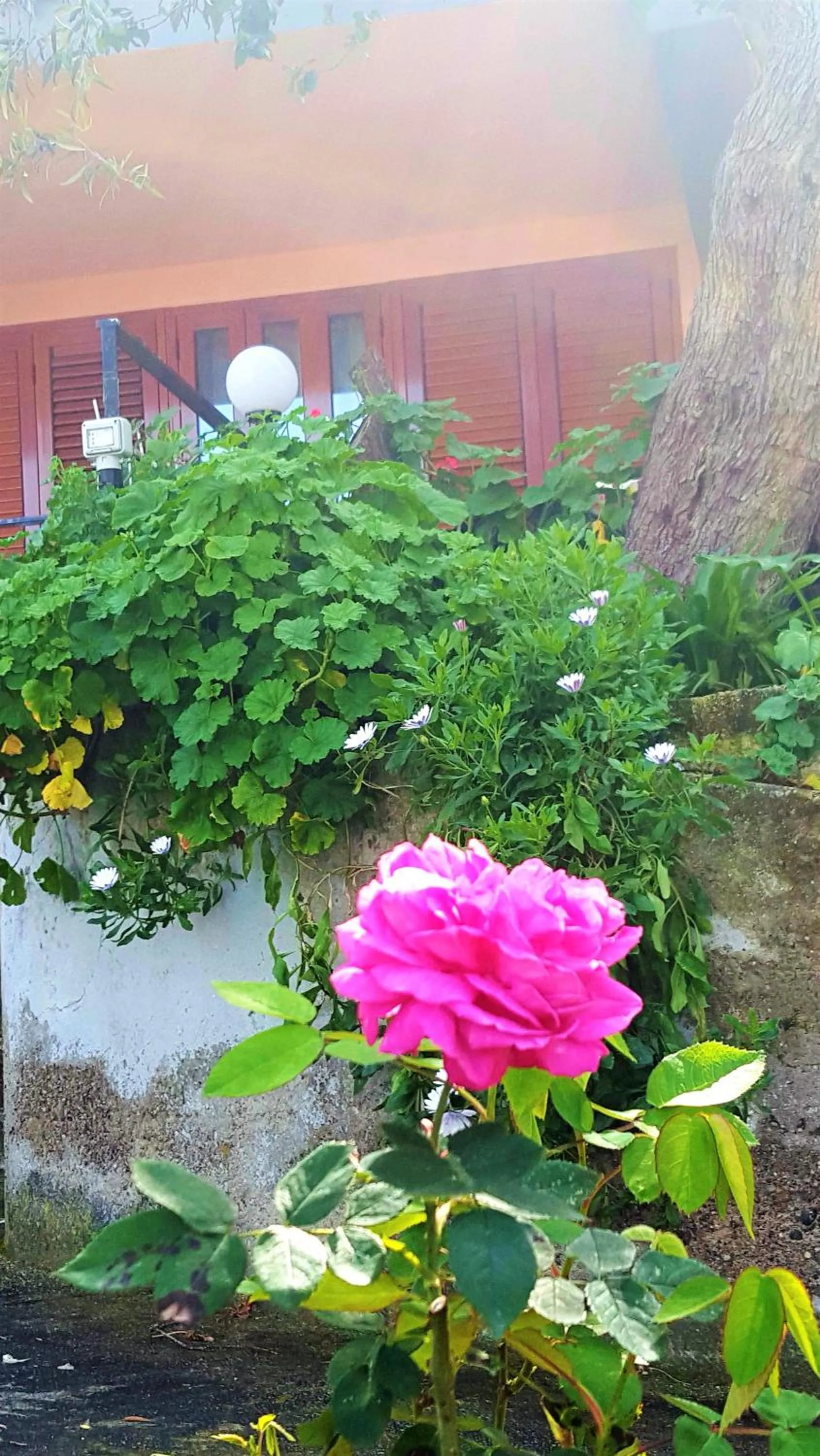 Spring in Delle Rose