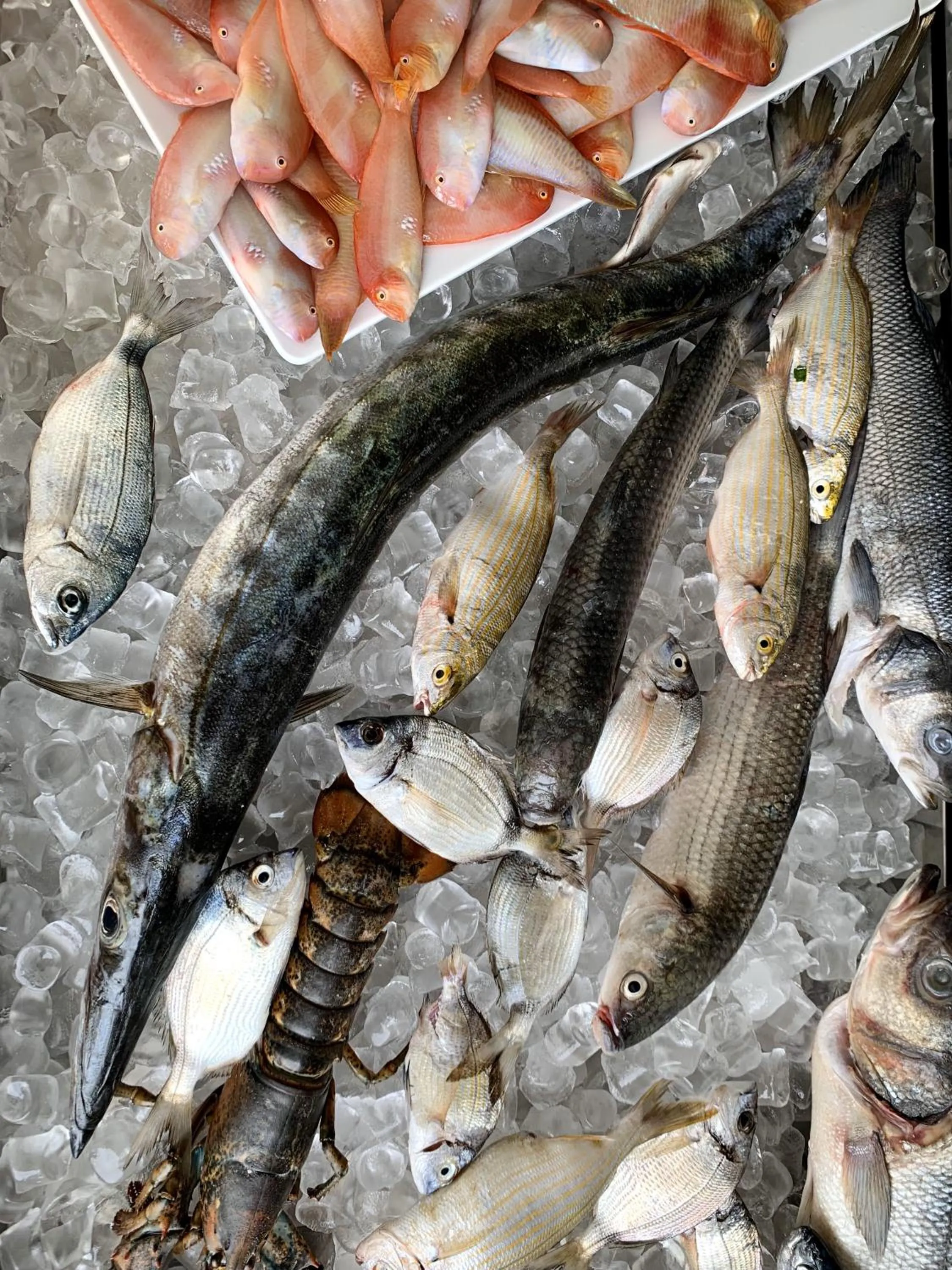 Restaurant/places to eat in HOTEL MERCURIO SUL MARE - Fish restaurant and private beach