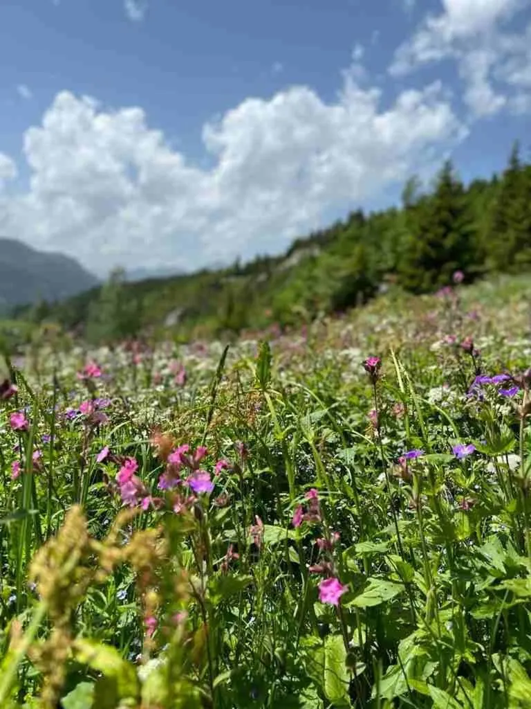 Natural landscape in The Glacier Hotel - ex Eurotel Victoria -