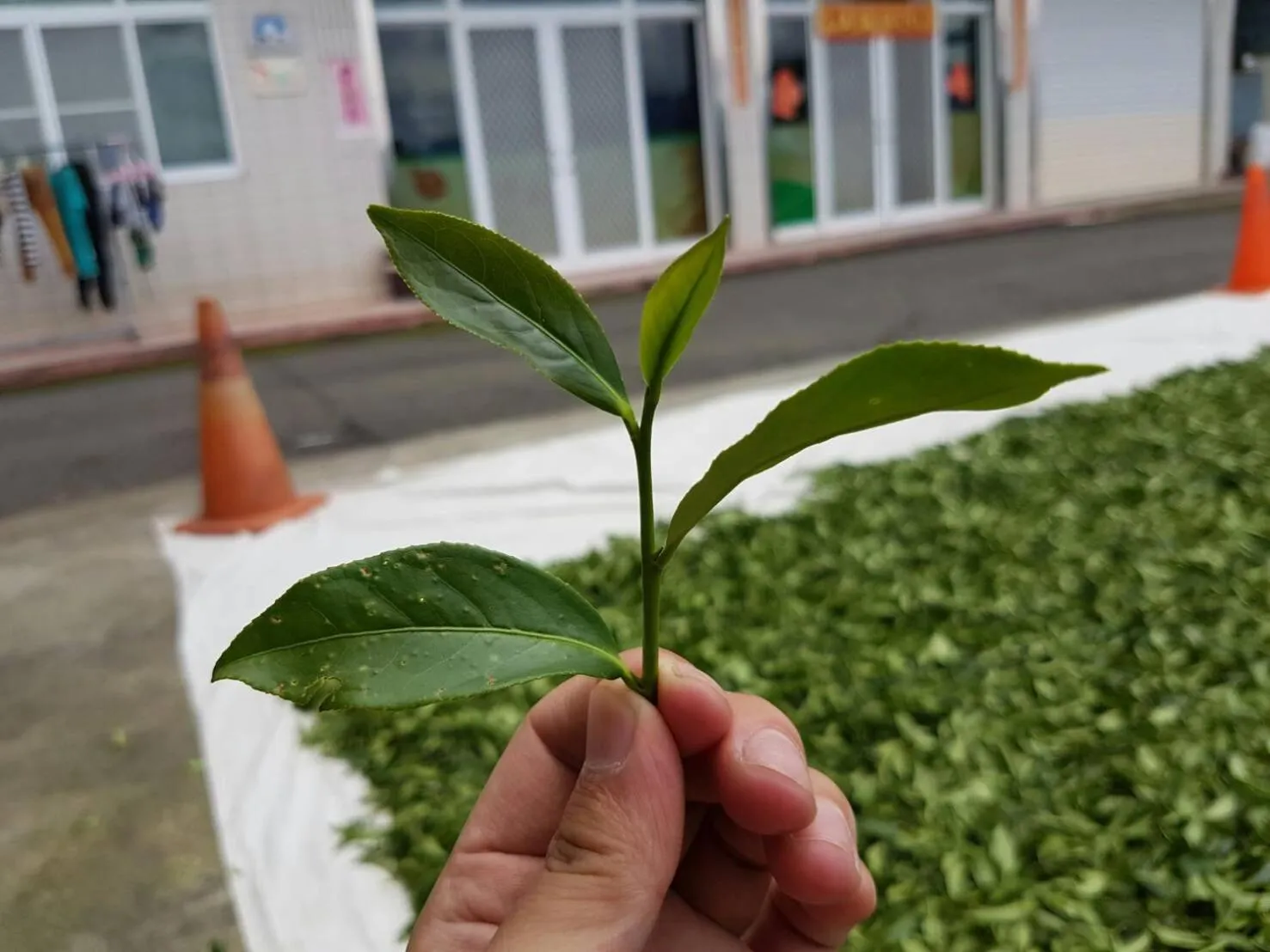 Spring in Ming Yang B&B