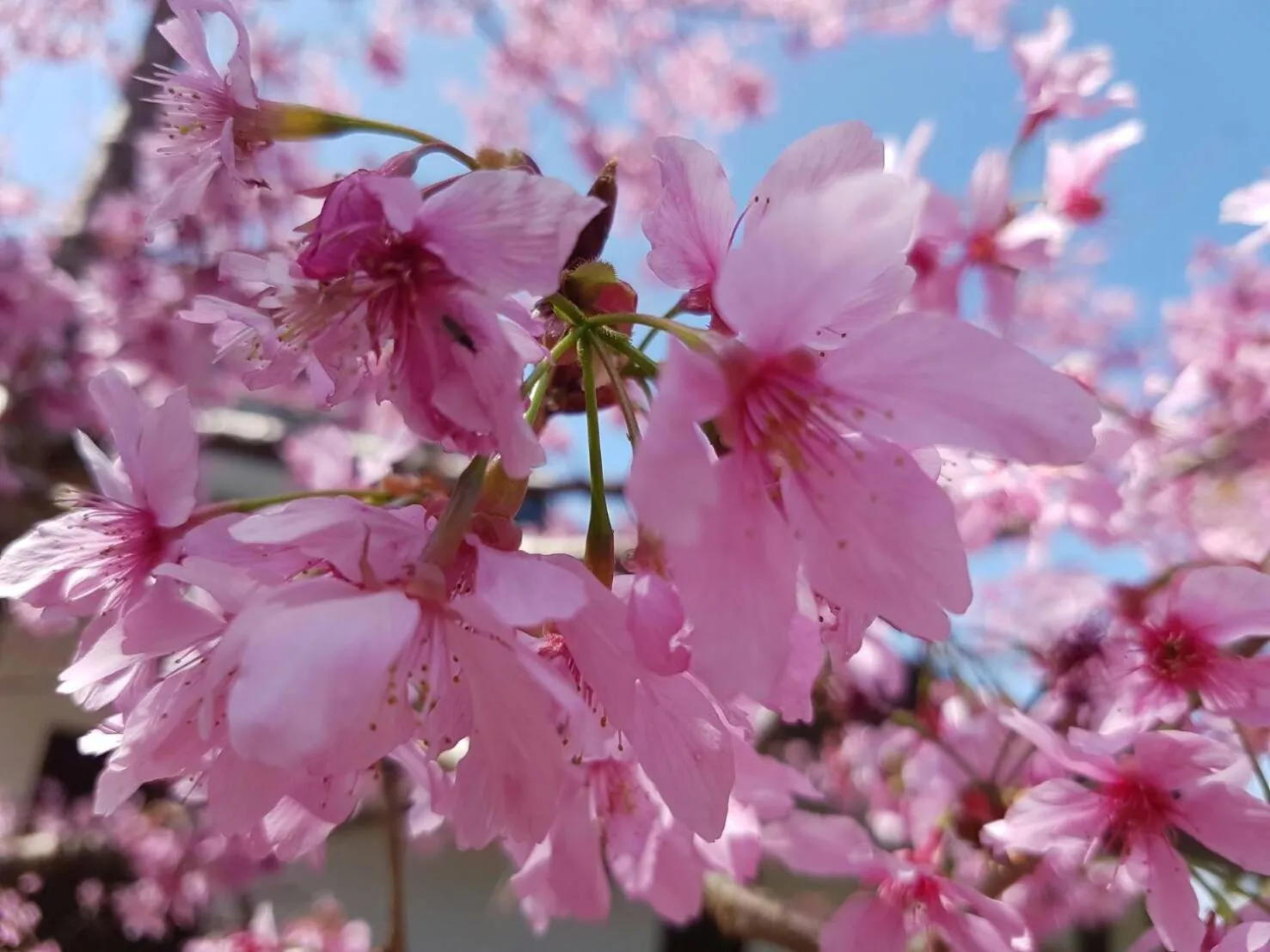 Spring in Ming Yang B&B