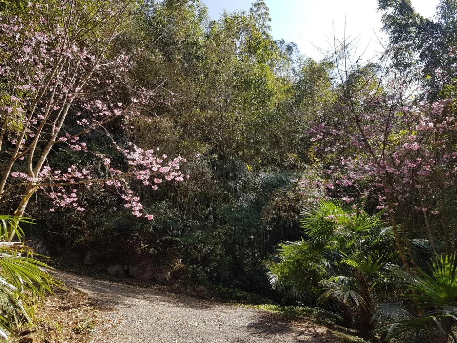 Spring in Ming Yang B&B