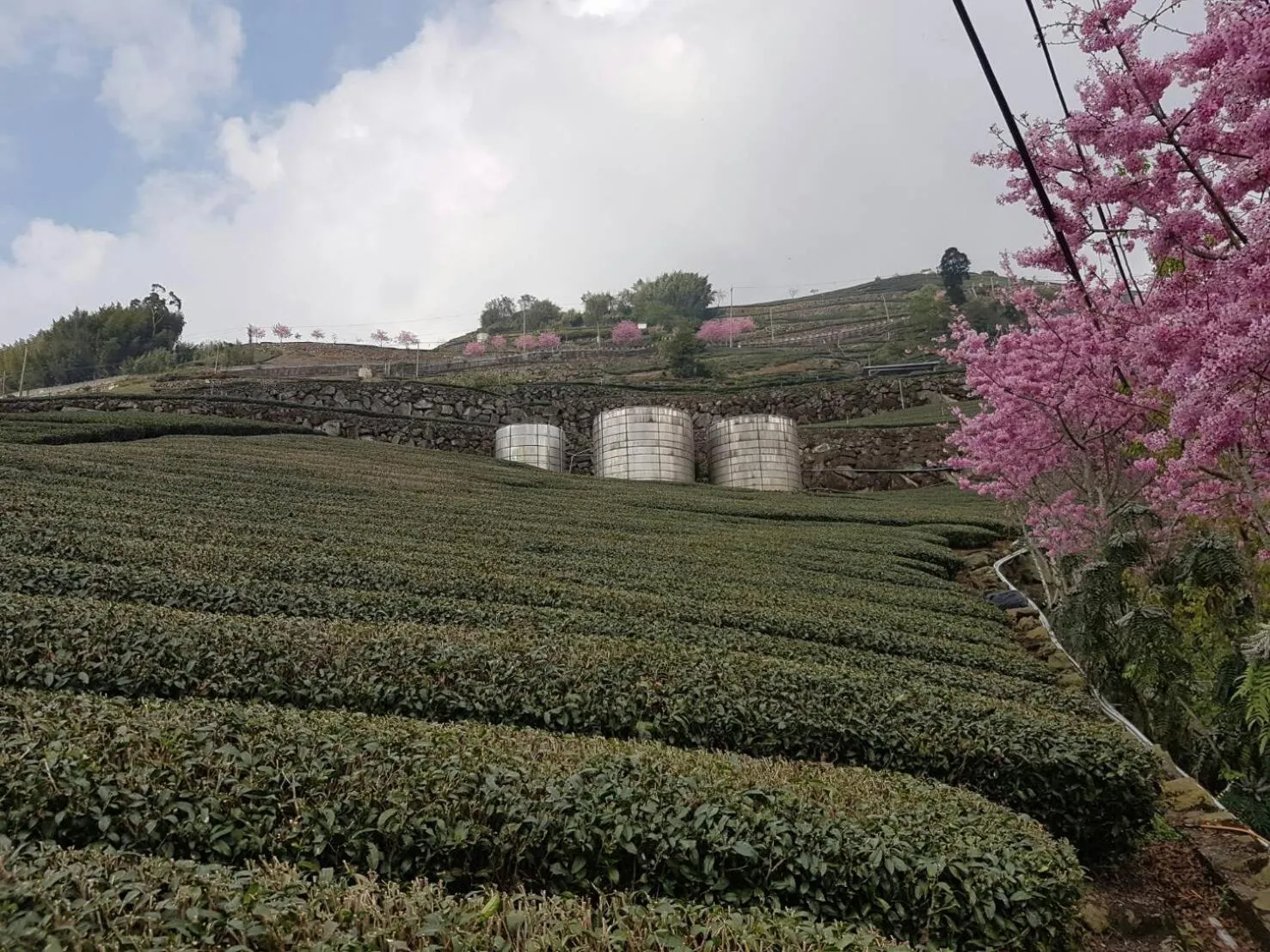 View (from property/room) in Ming Yang B&B