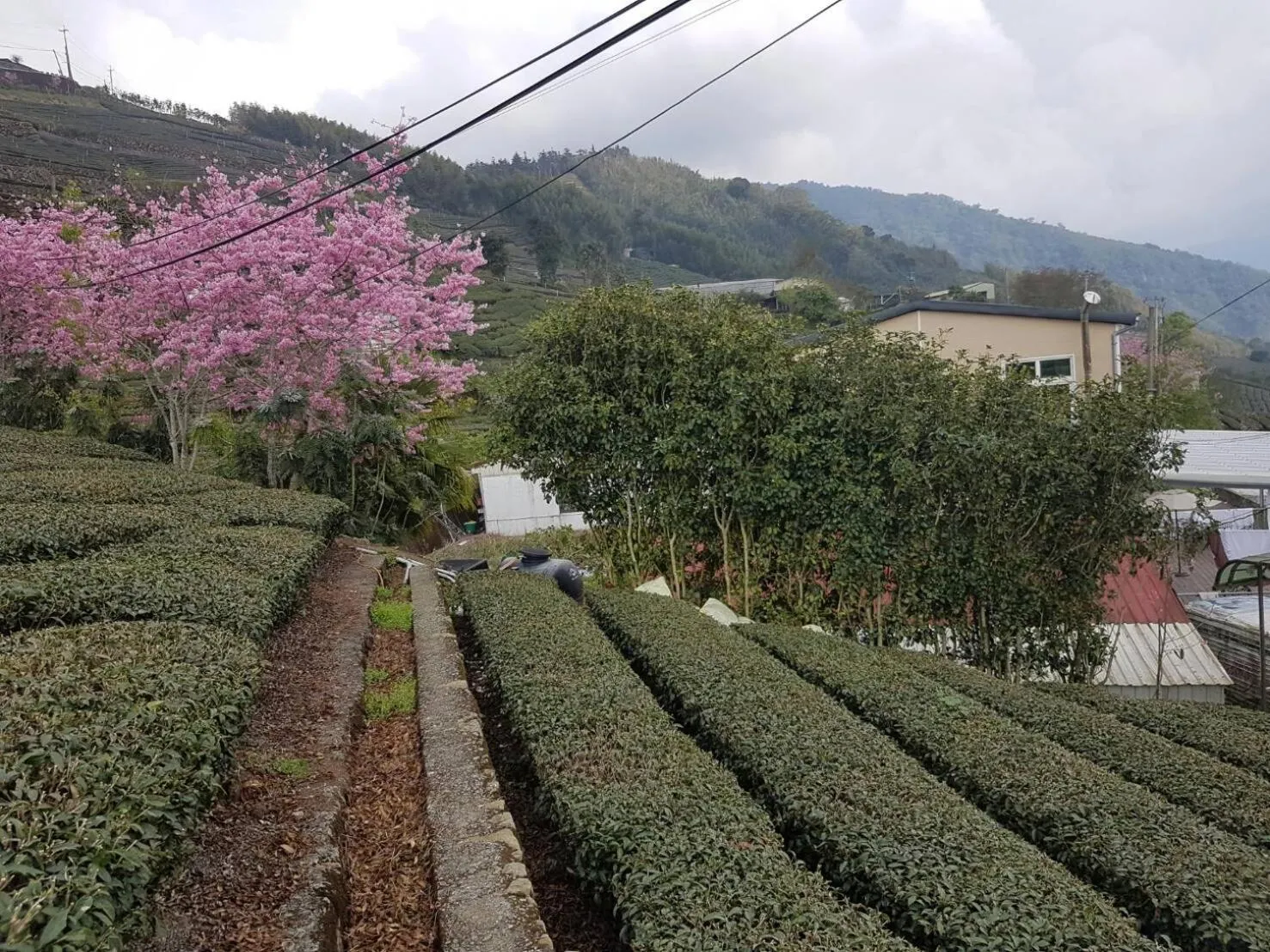 View (from property/room) in Ming Yang B&B