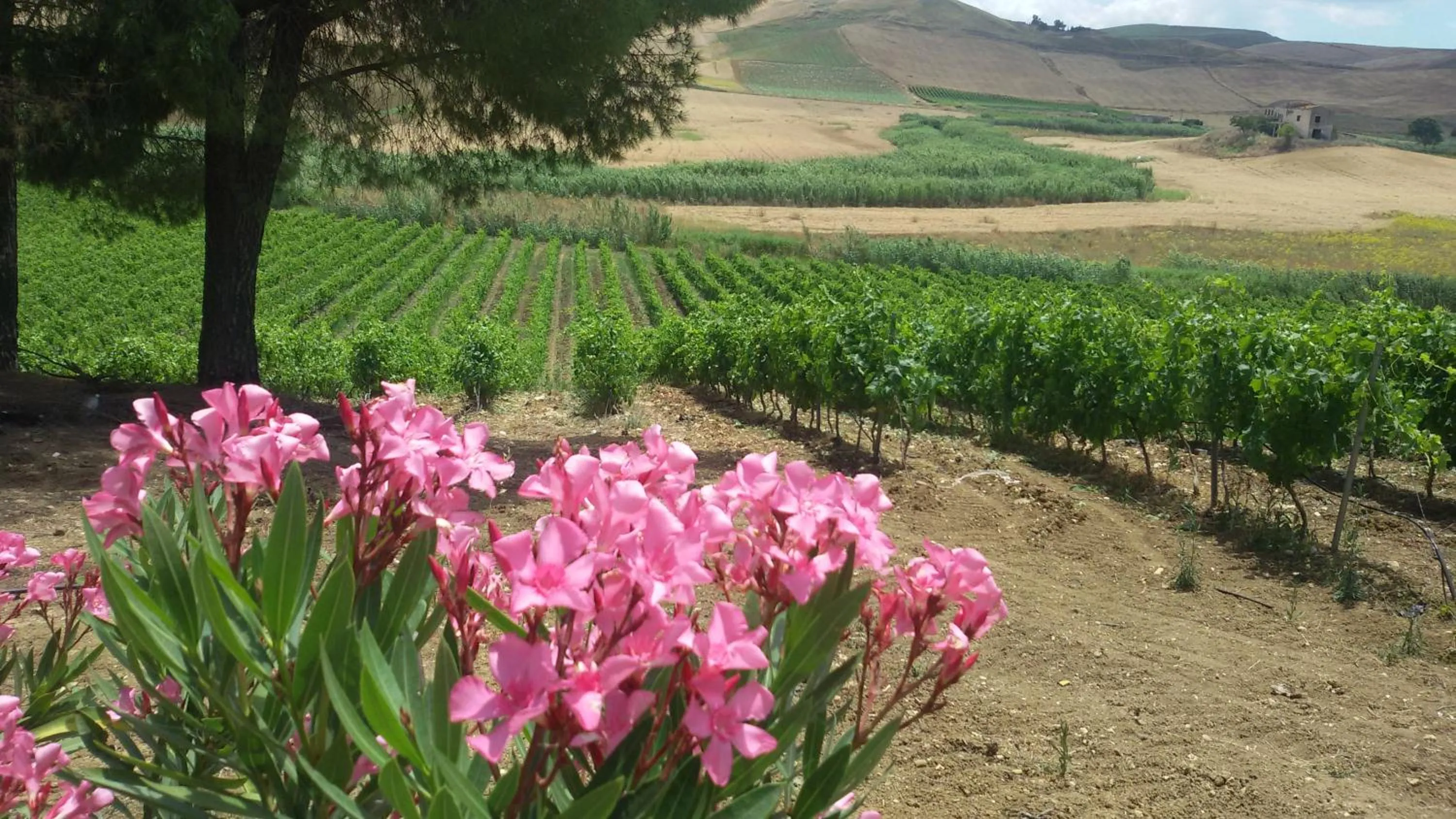 Nearby landmark in Terre Di Gratia