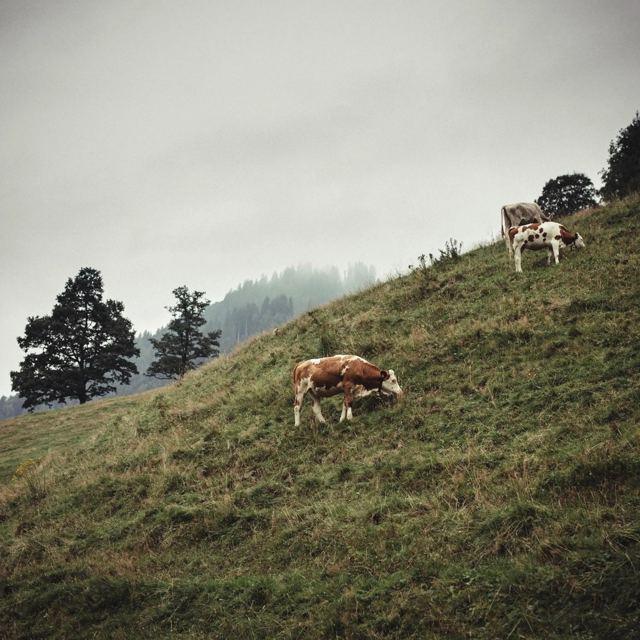 Neighbourhood in Hotel Gasthof Adler