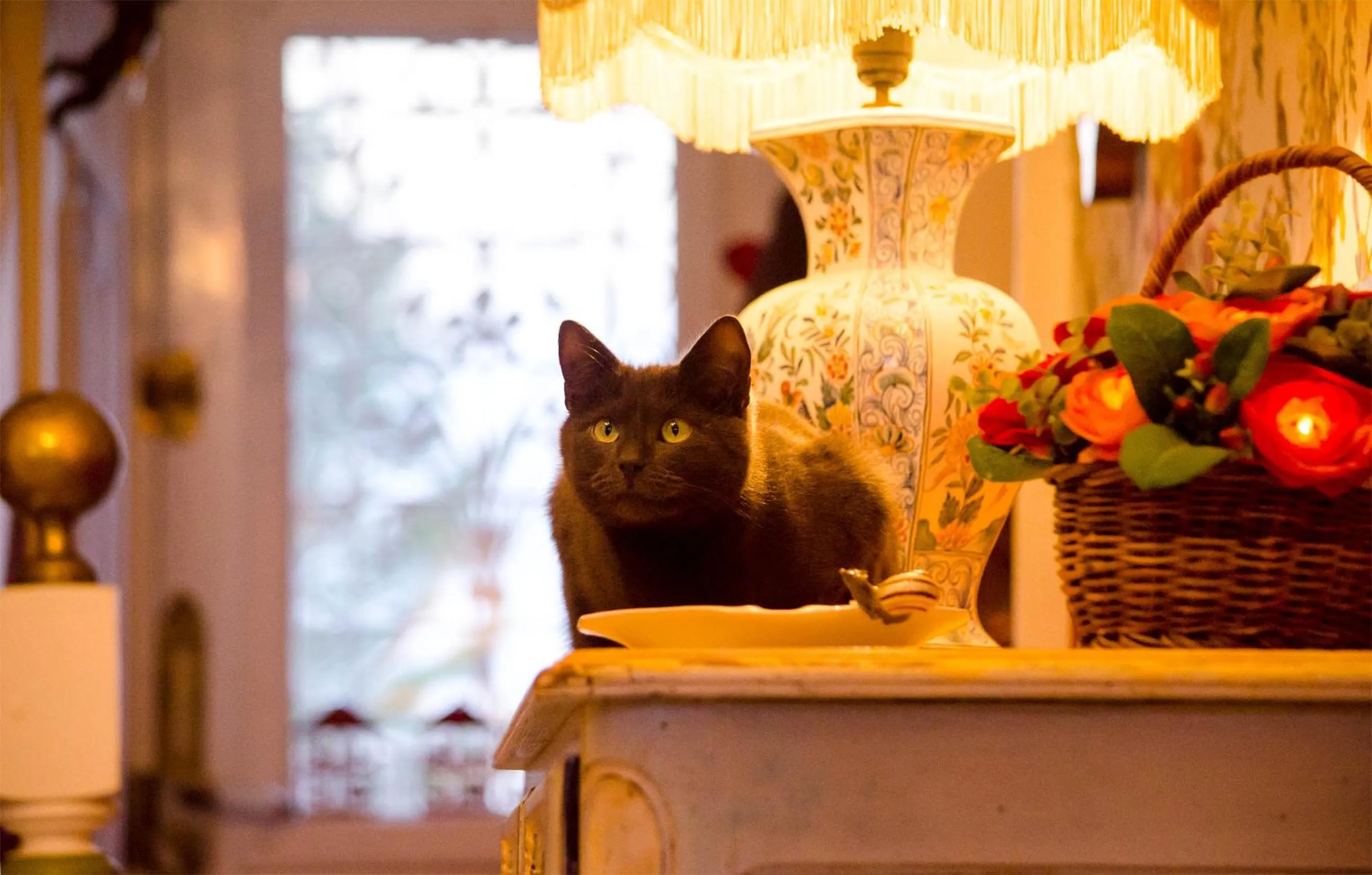 Animals in La Minaudière 62