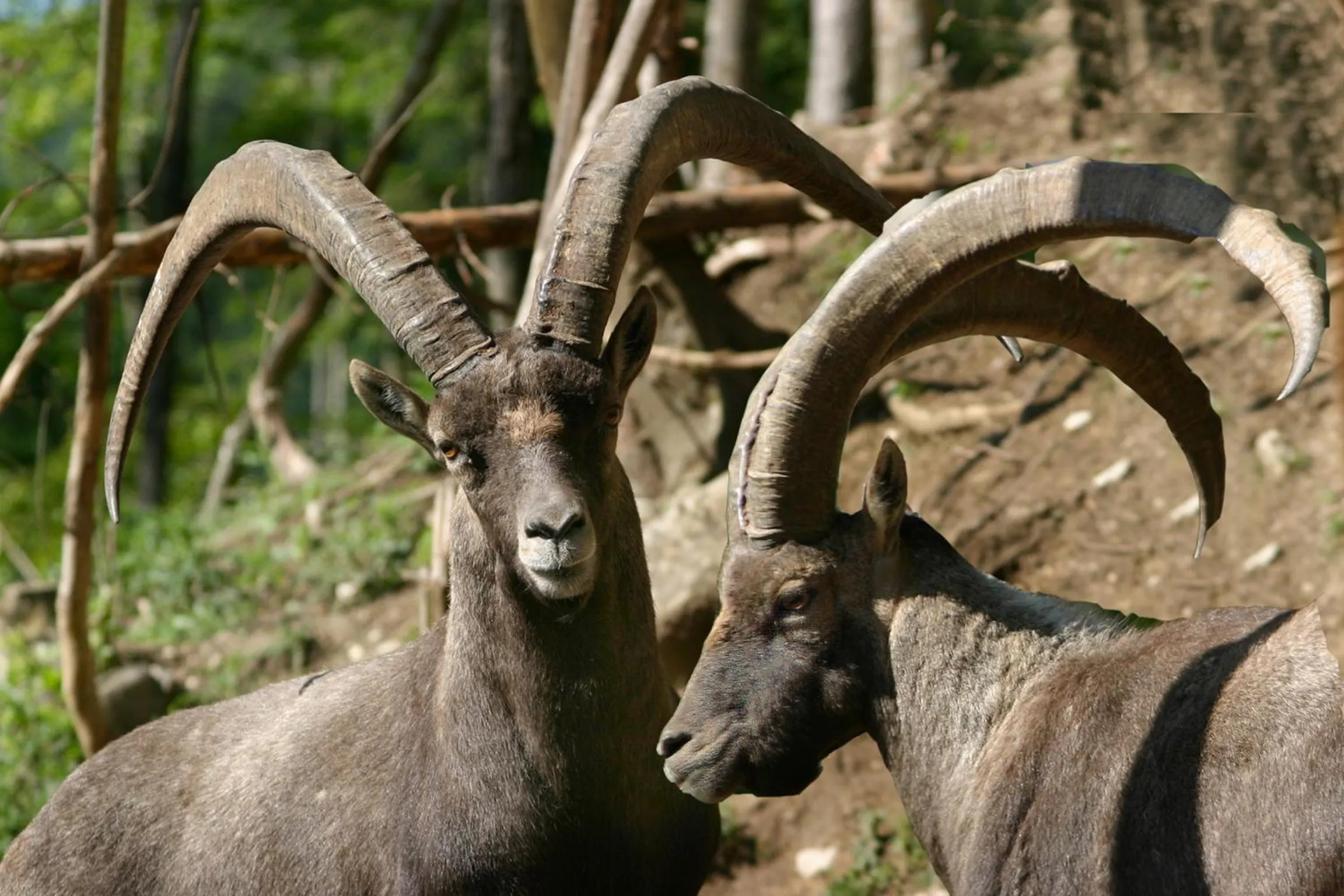 Animals in Gasthof Kleefeld