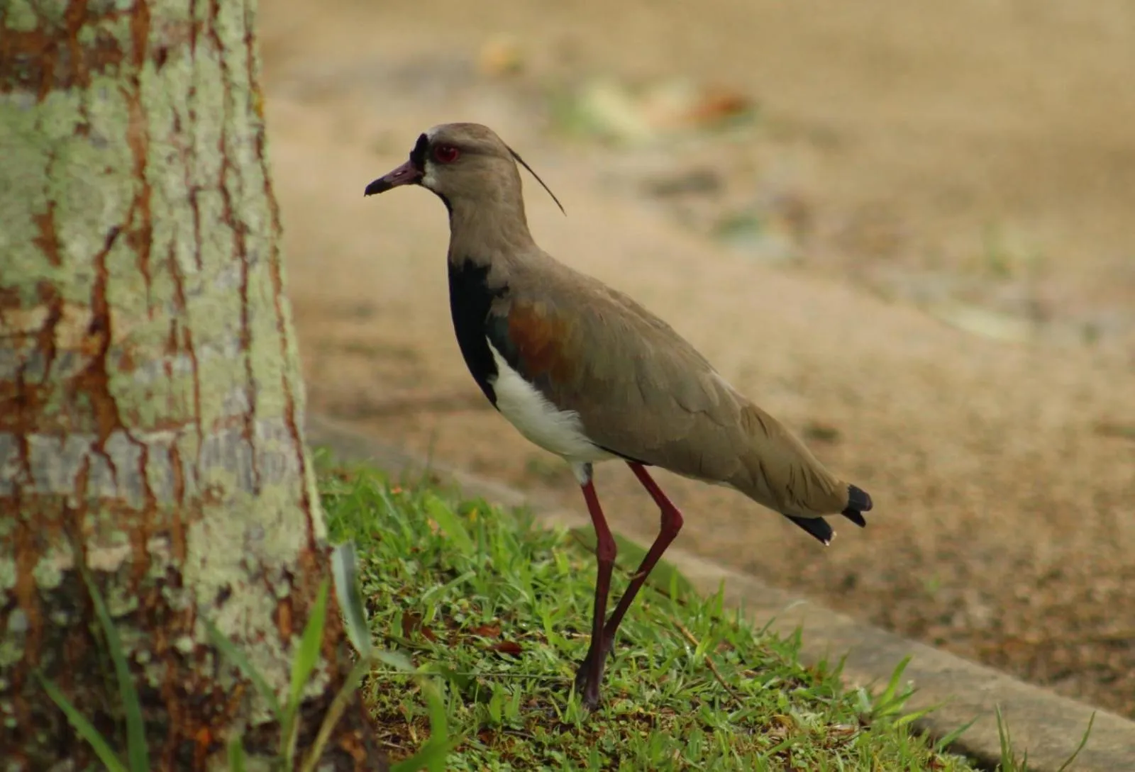 Natural landscape in Hotel Campestre El Triunfo