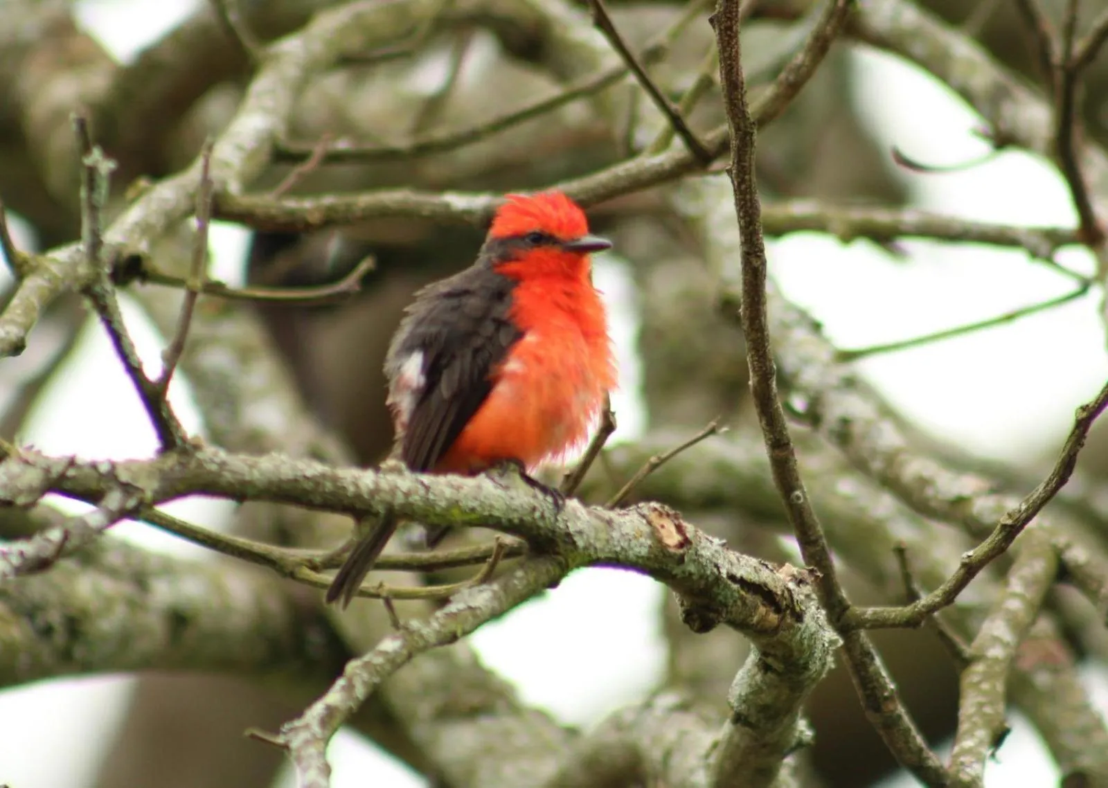 Natural landscape in Hotel Campestre El Triunfo
