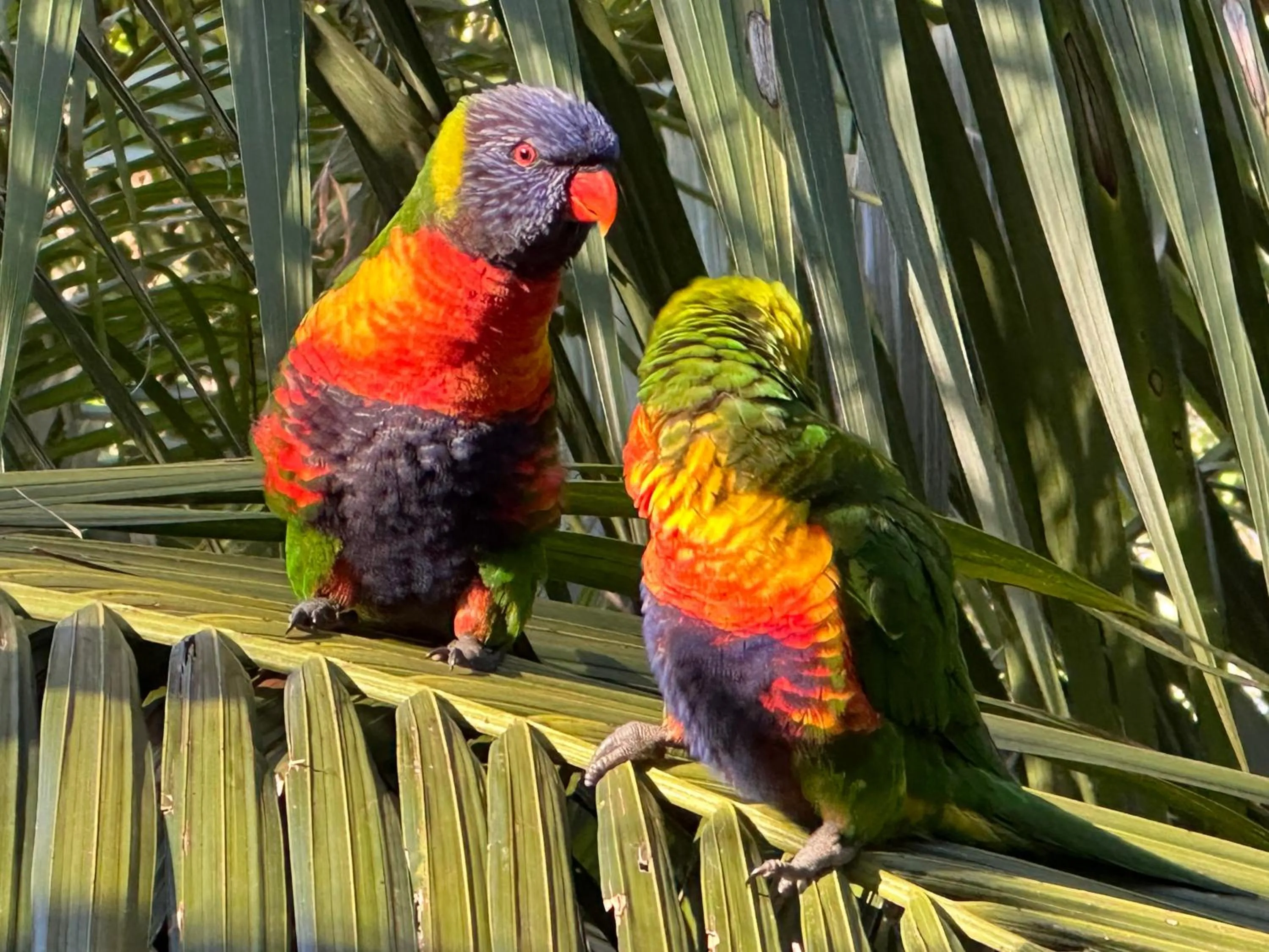 Animals in Palm Beach Bed & Breakfast