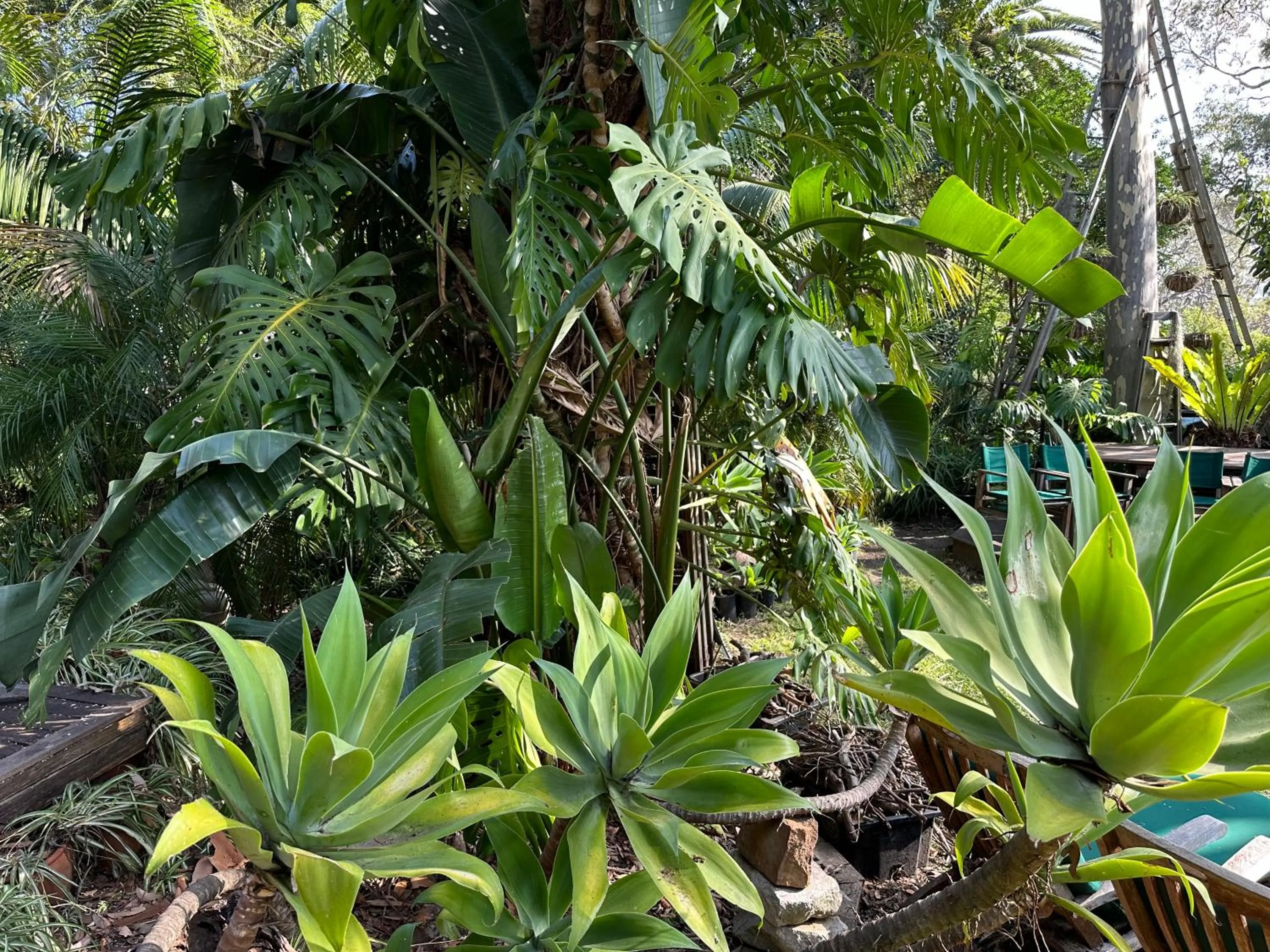 Garden in Palm Beach Bed & Breakfast