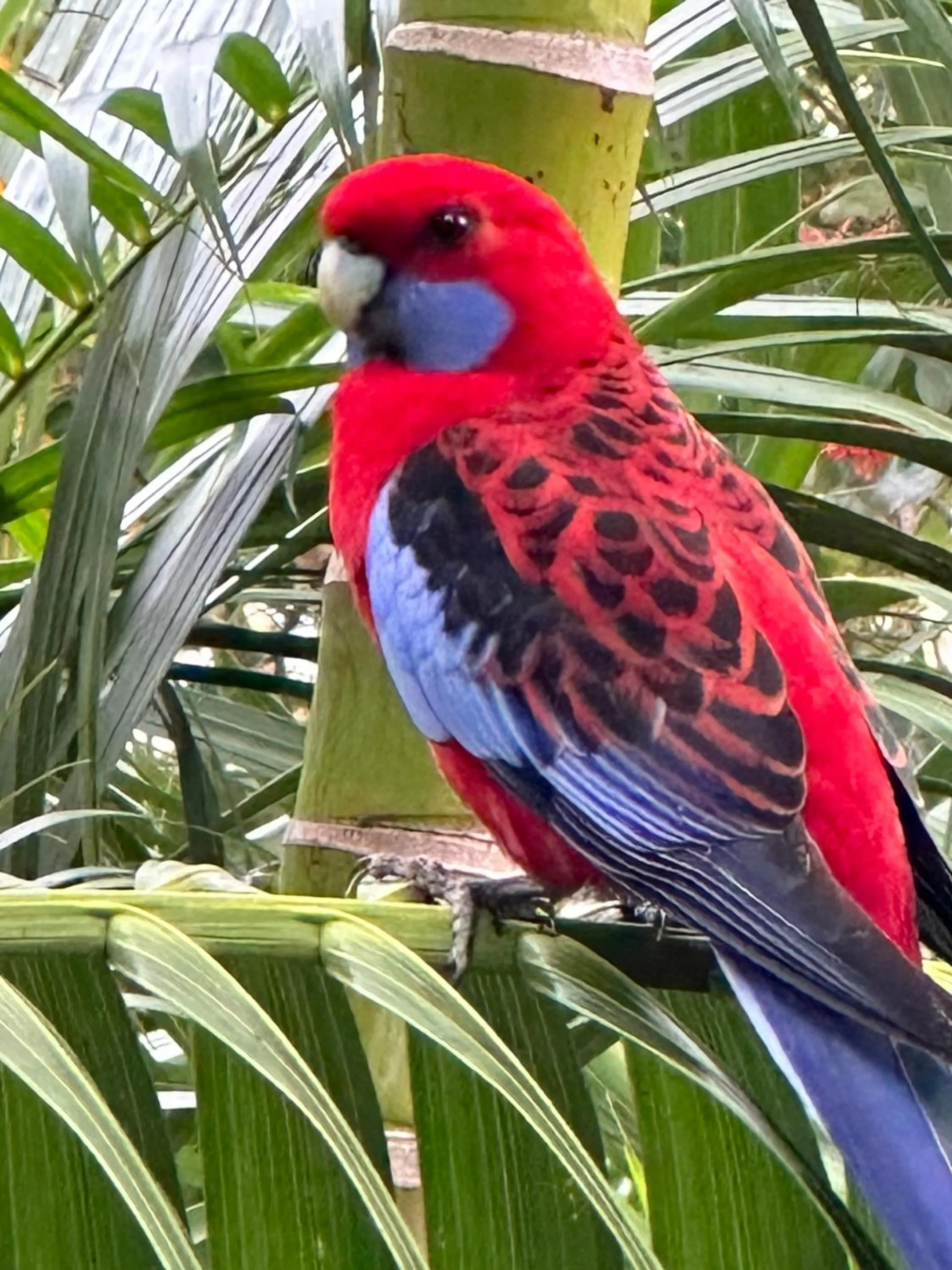 Animals in Palm Beach Bed & Breakfast