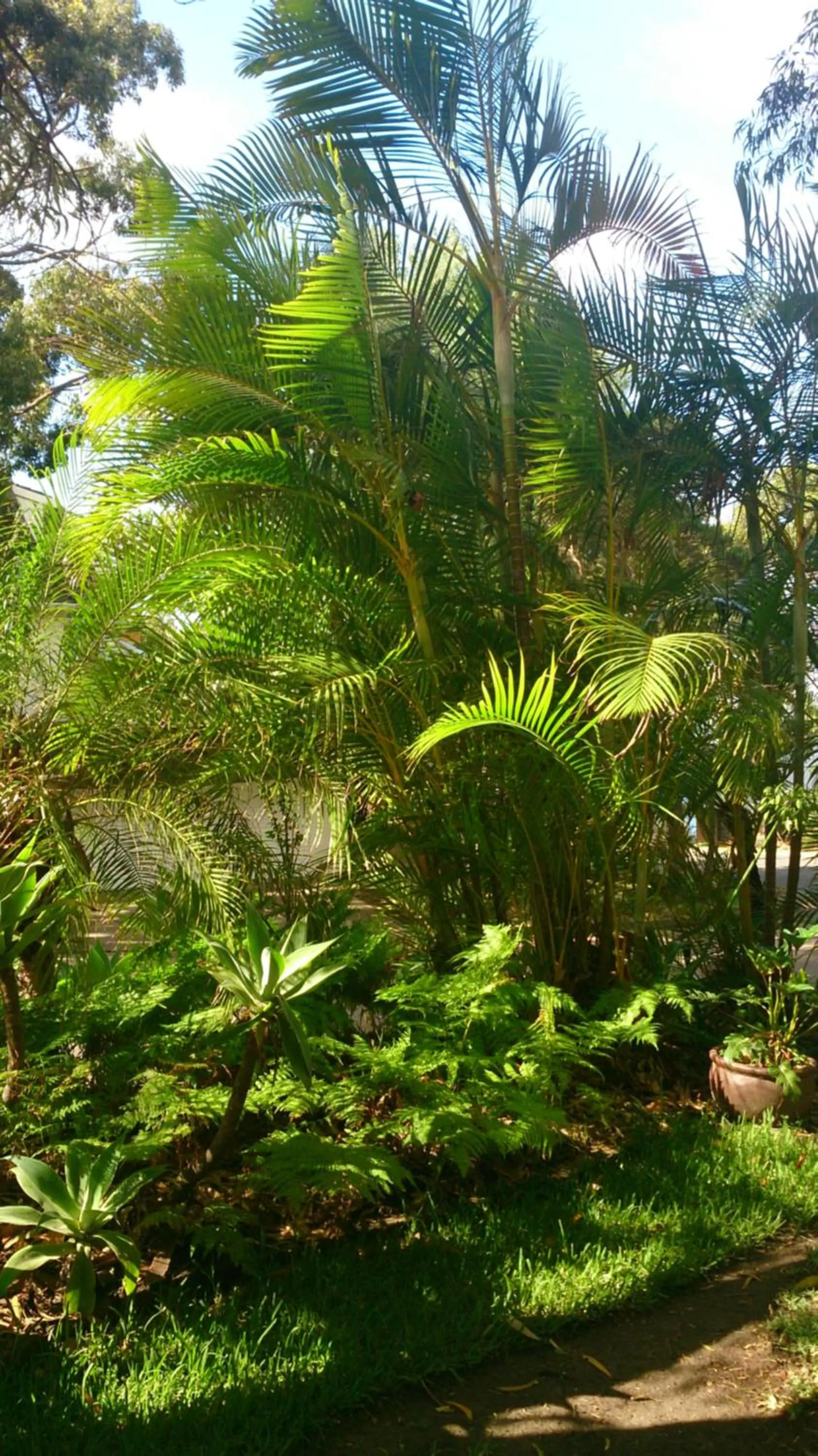 Garden view in Palm Beach Bed & Breakfast