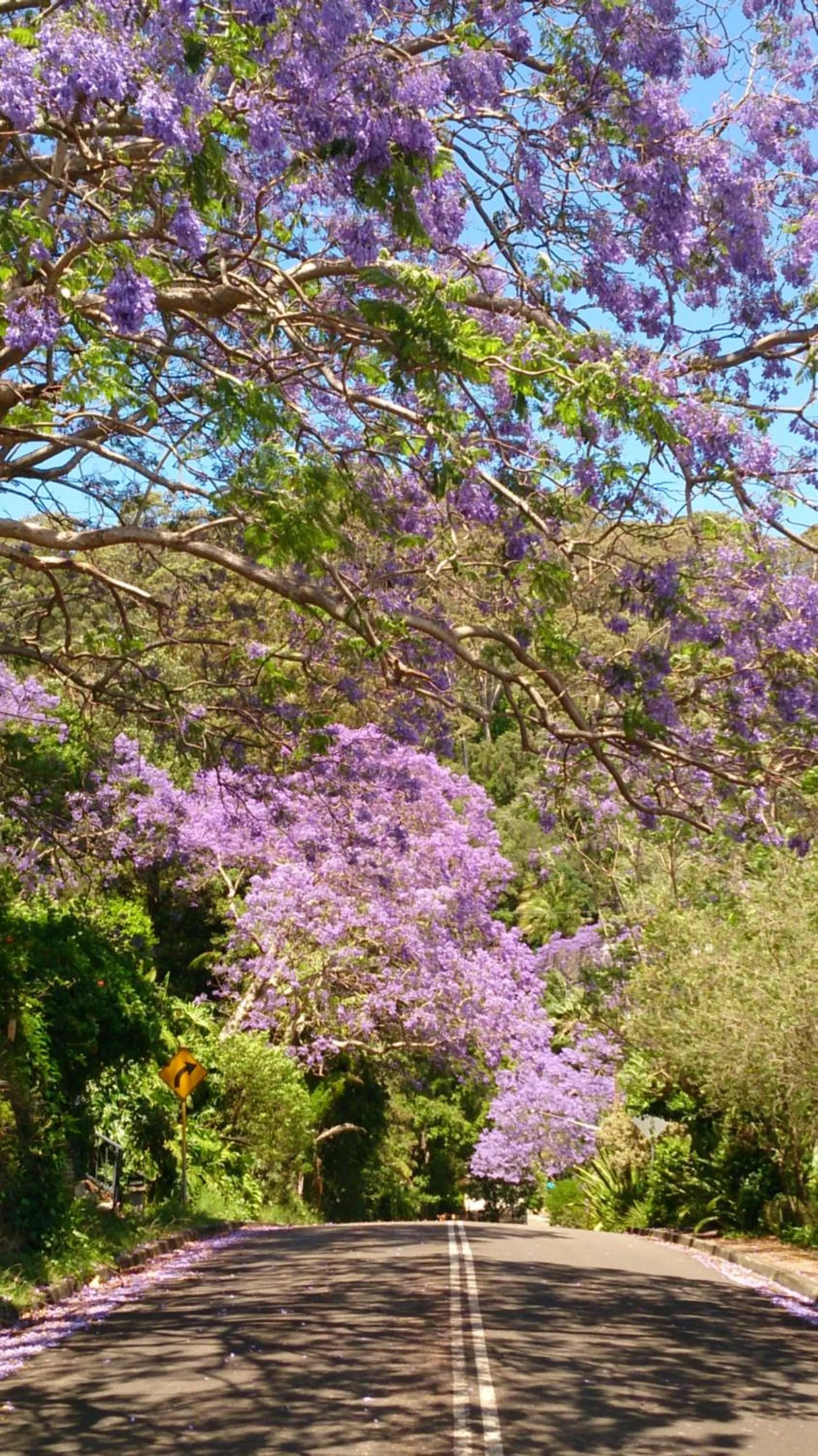 Neighbourhood in Palm Beach Bed & Breakfast