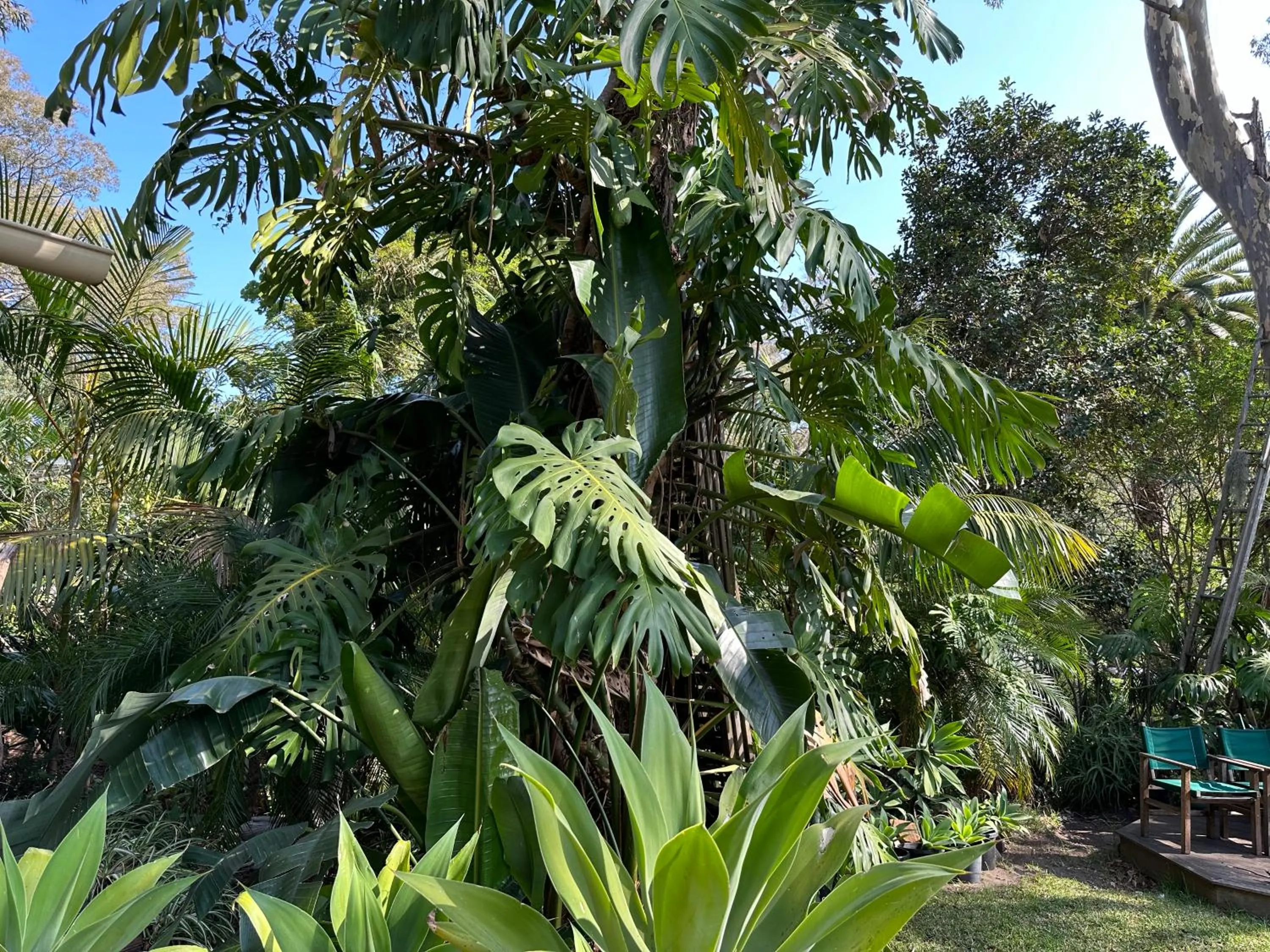 Garden in Palm Beach Bed & Breakfast