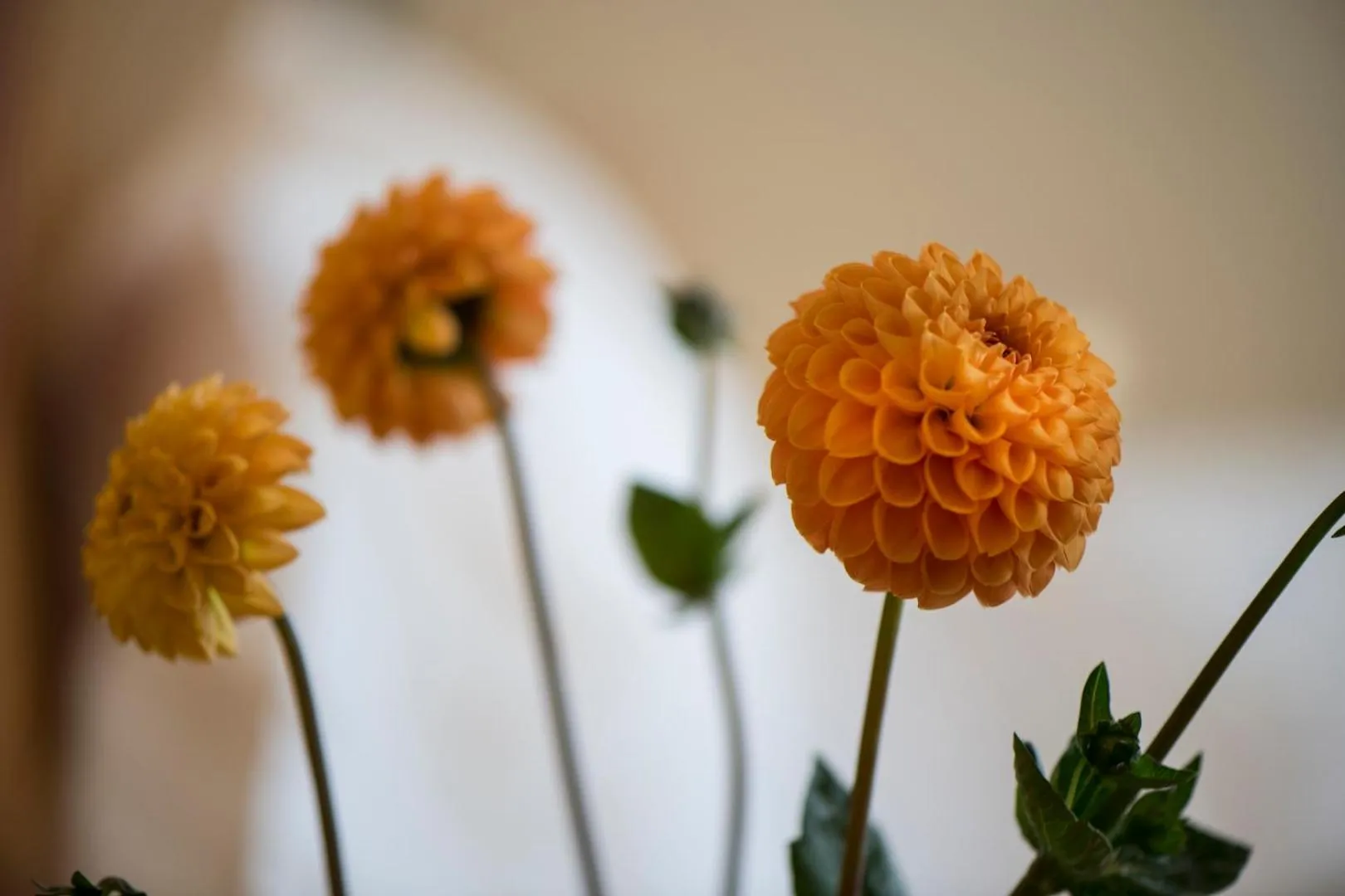 Lobby or reception in Hotel - Restaurant Soleo