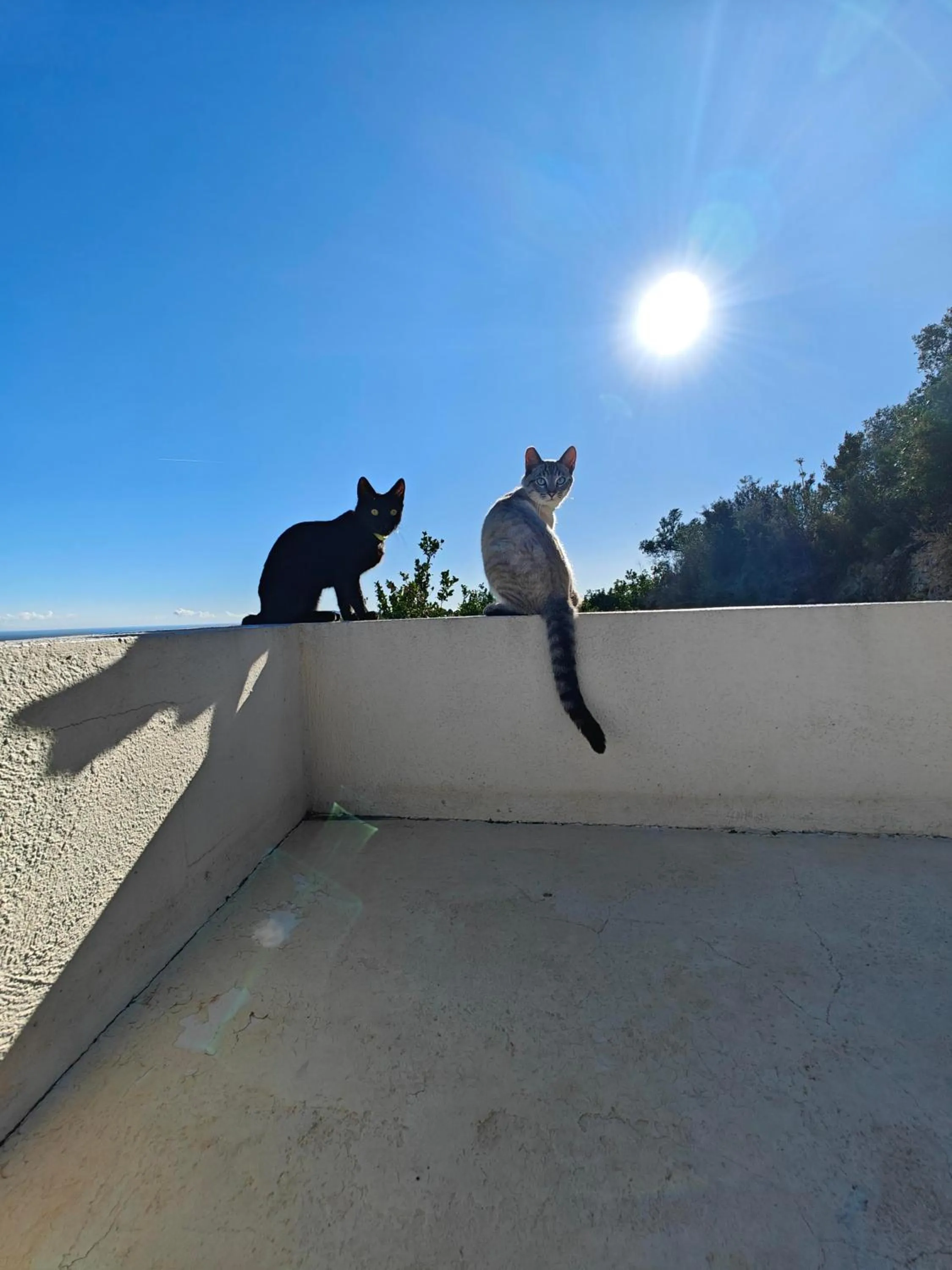 Animals in Finca Oliva