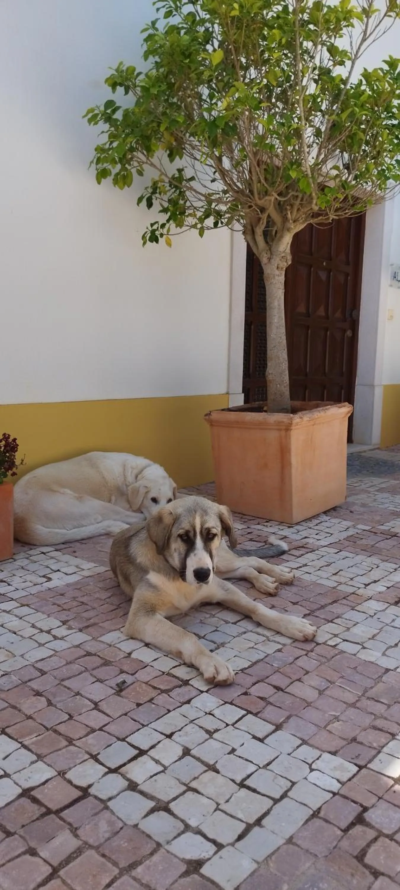 pet friendly in B&B Entrecolinas