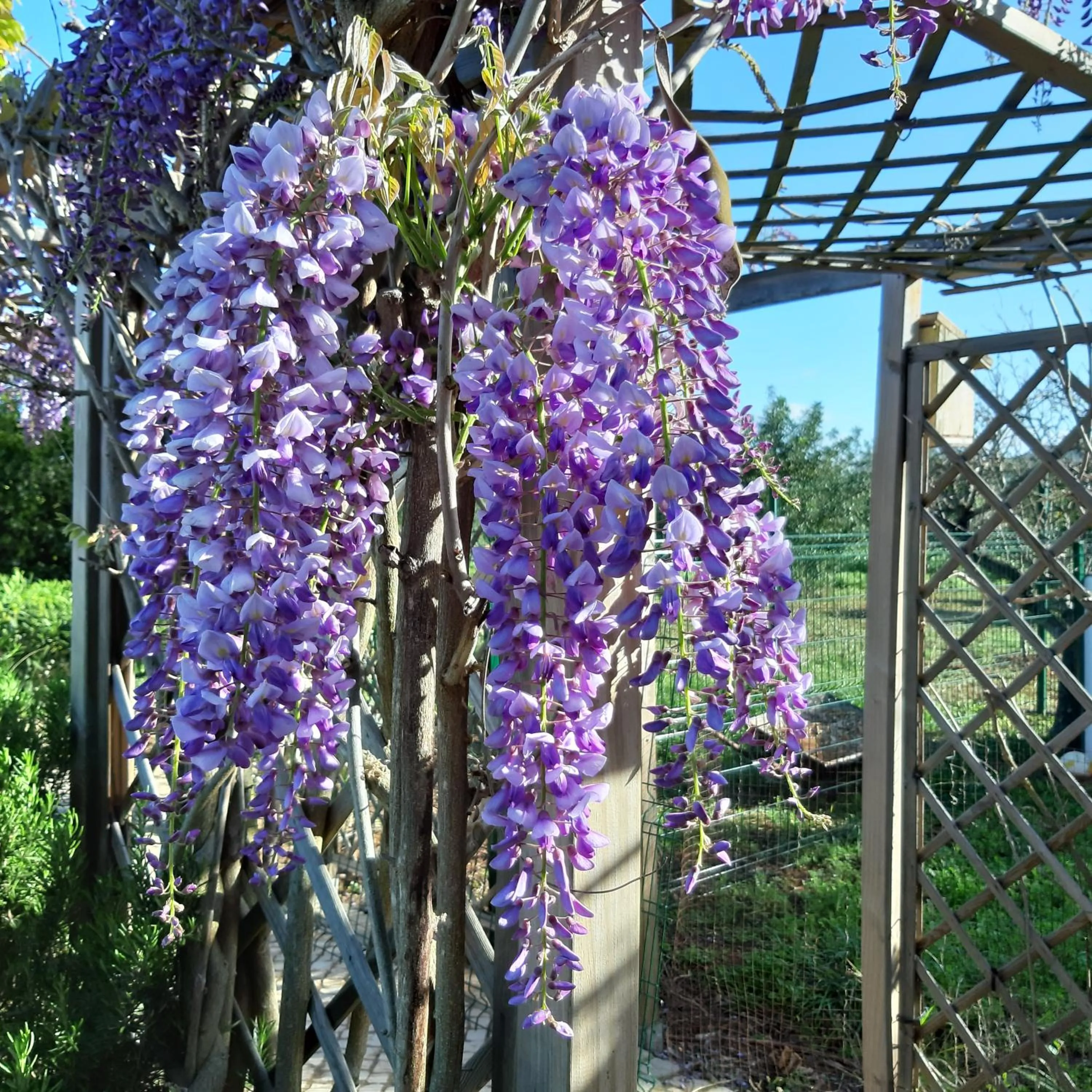 Garden in B&B Entrecolinas