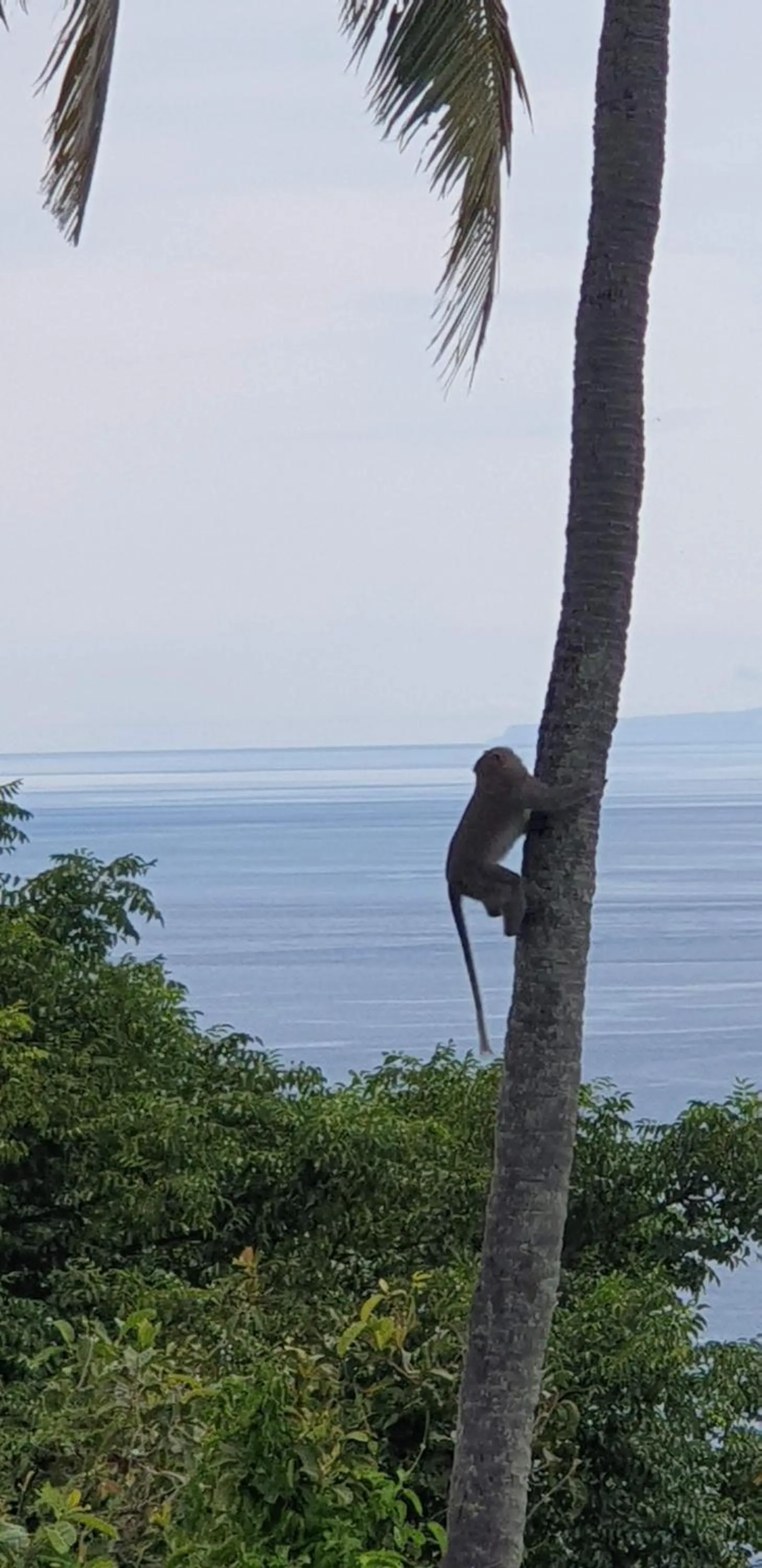 Natural landscape in Villa Umbrella Lombok