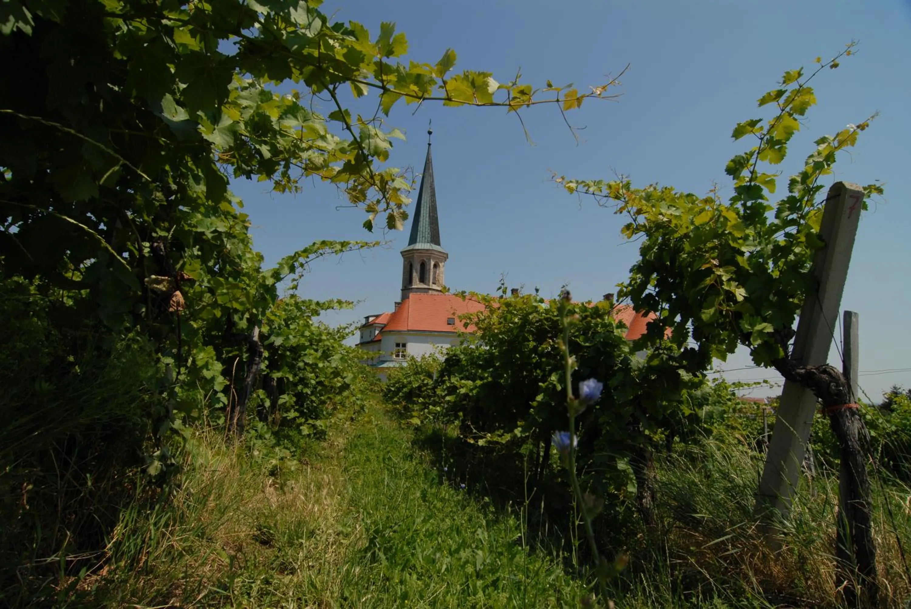 Neighbourhood in Winzerhotel Gumpoldskirchen