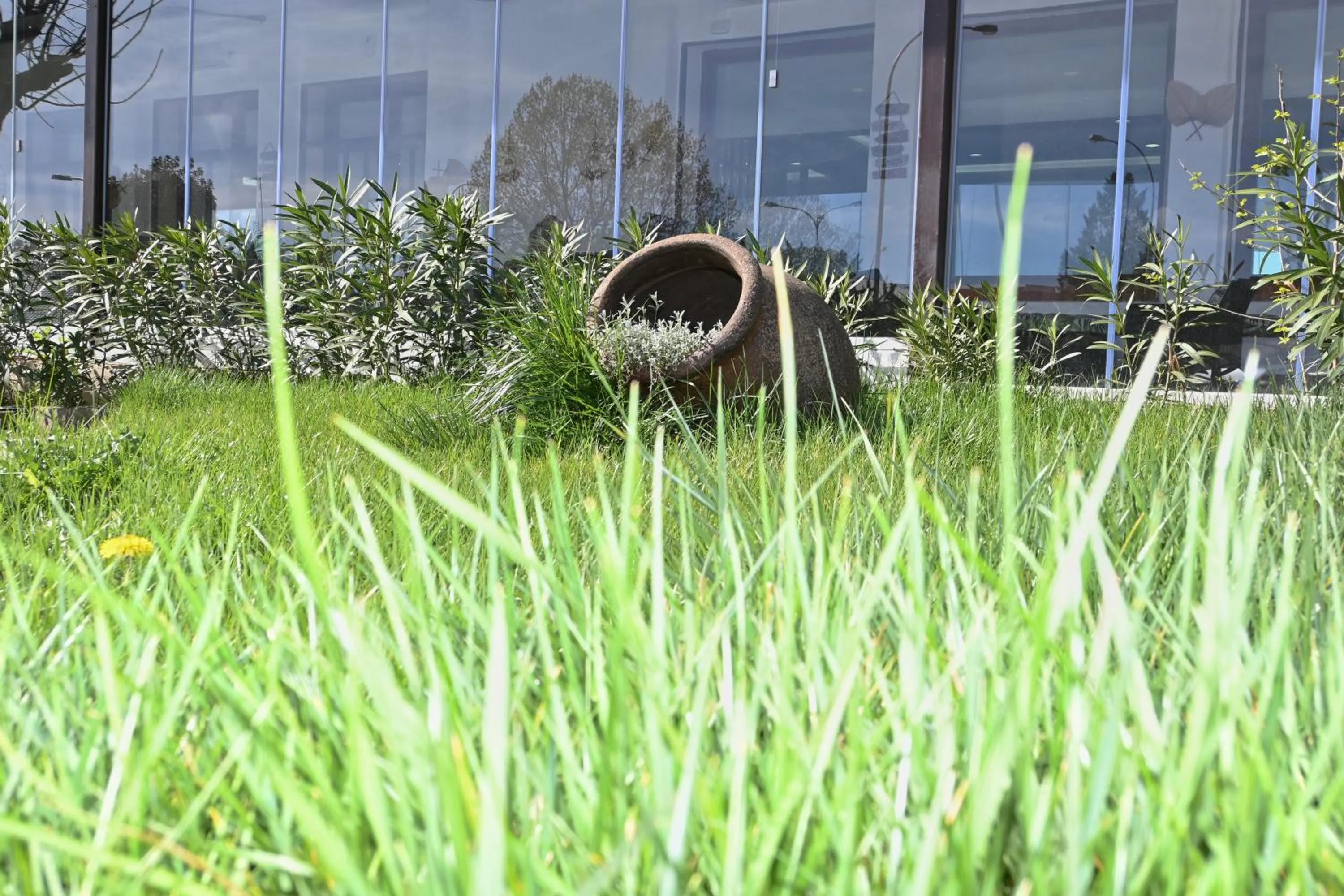Garden in Hotel del Sol