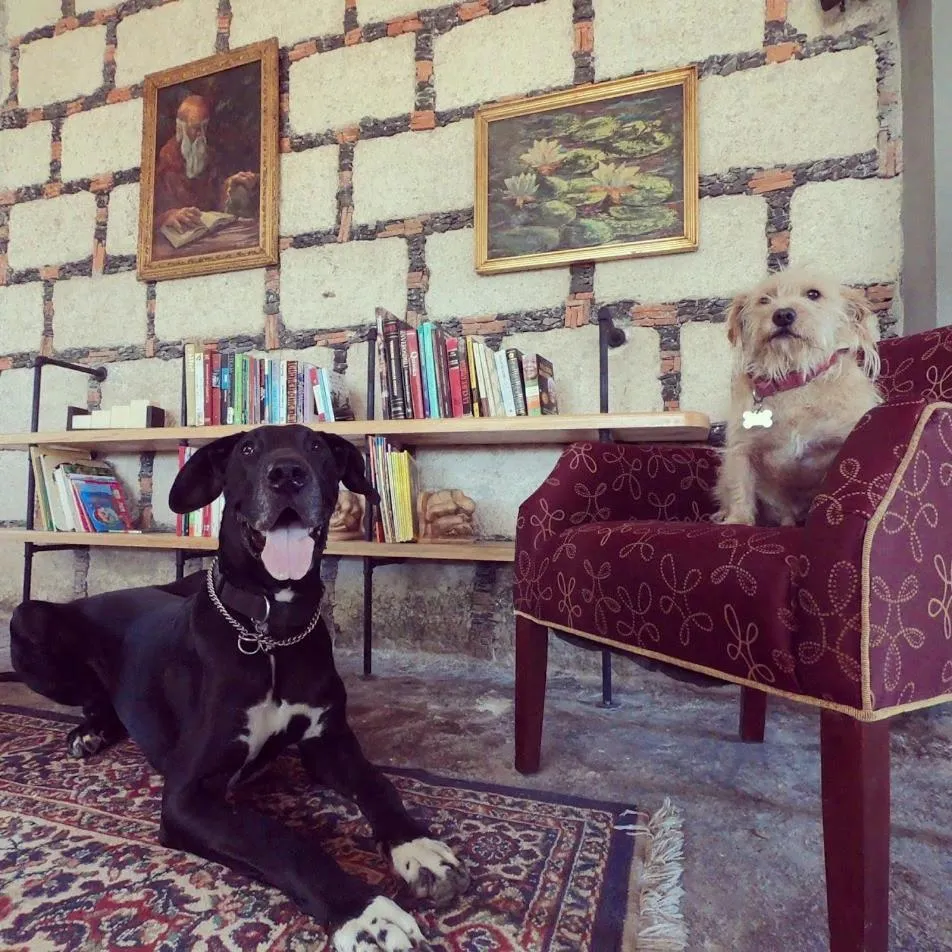 pet friendly in Hacienda San Patricio