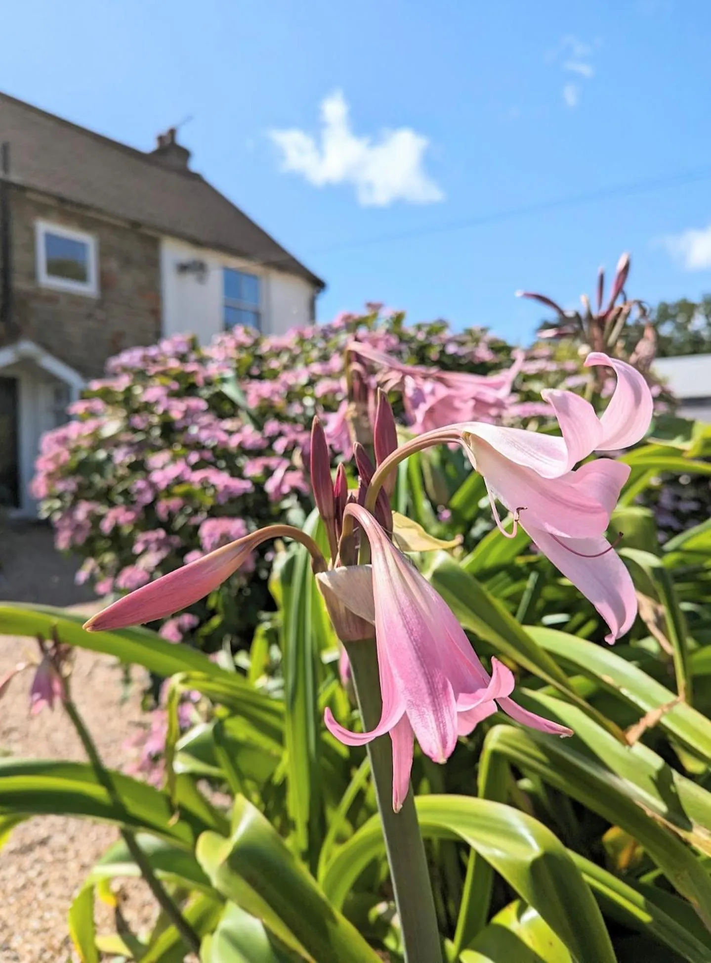 Garden in Humphries Cross Apartments