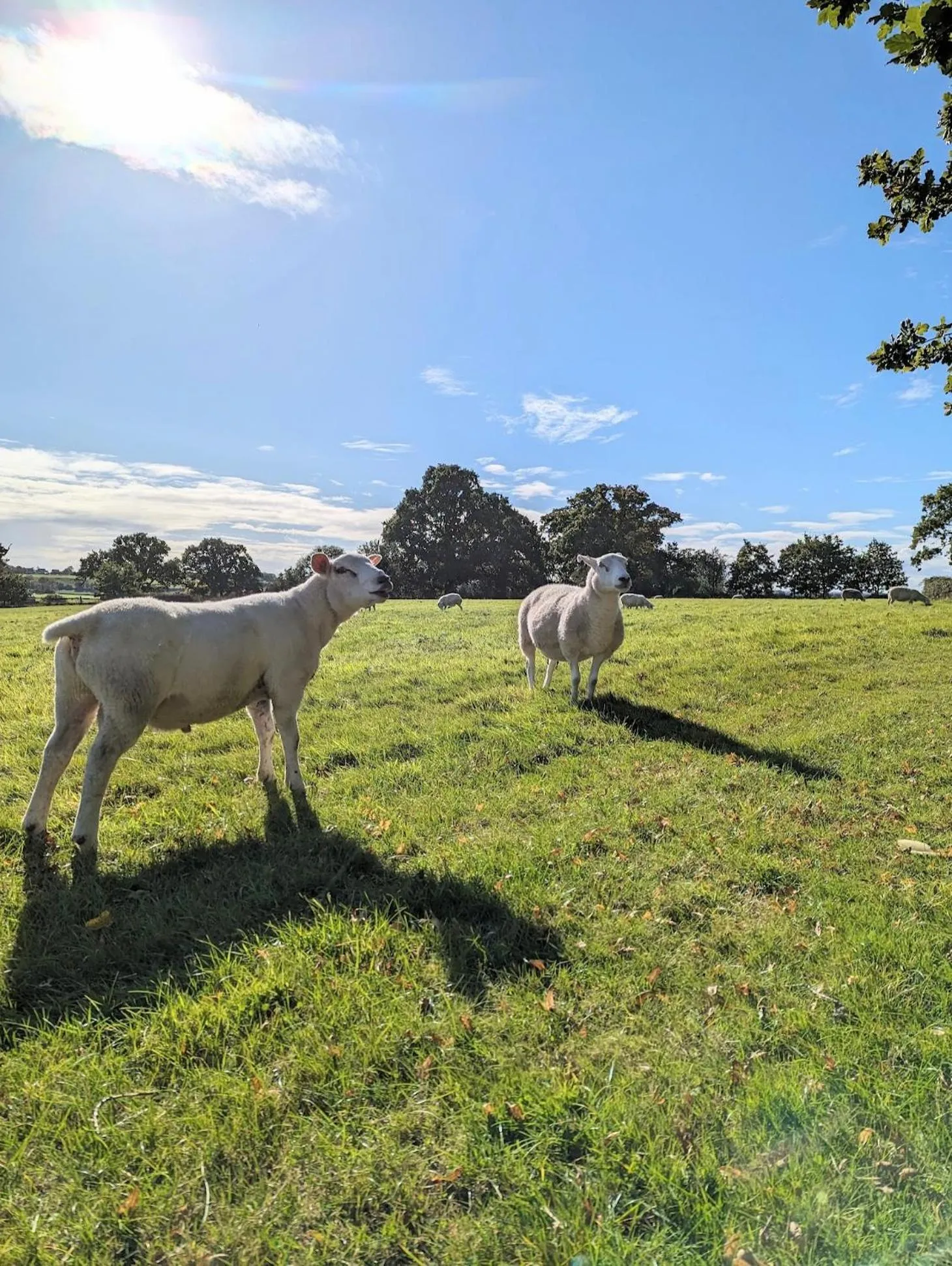 Garden in Humphries Cross Apartments