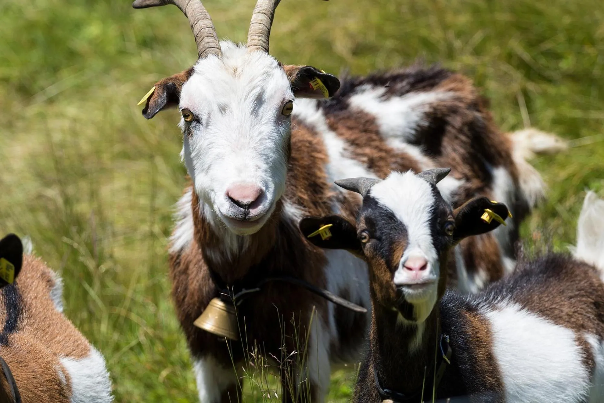 Summer in Hotel Silbertal