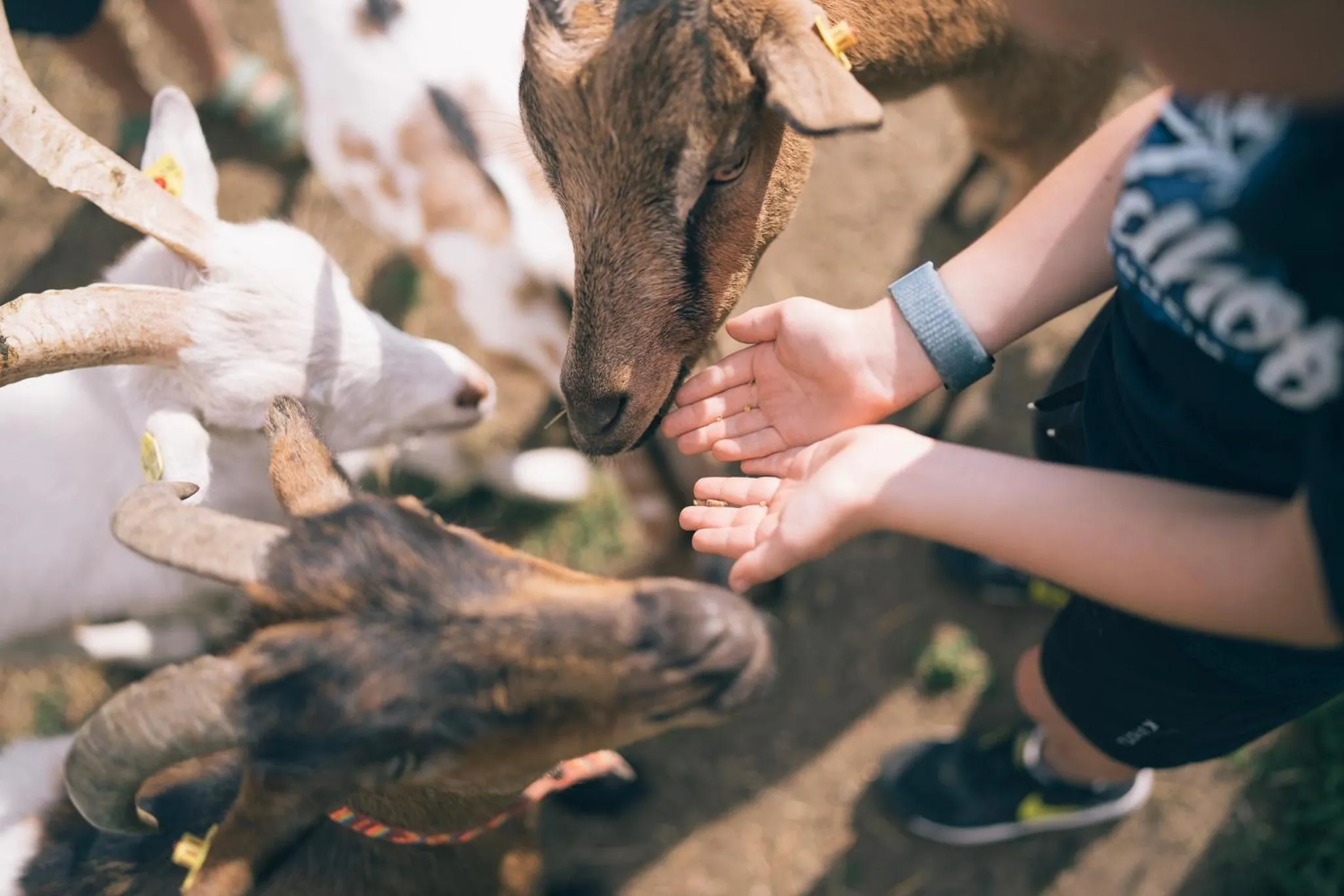 Animals in Der Kirchheimerhof - Superior