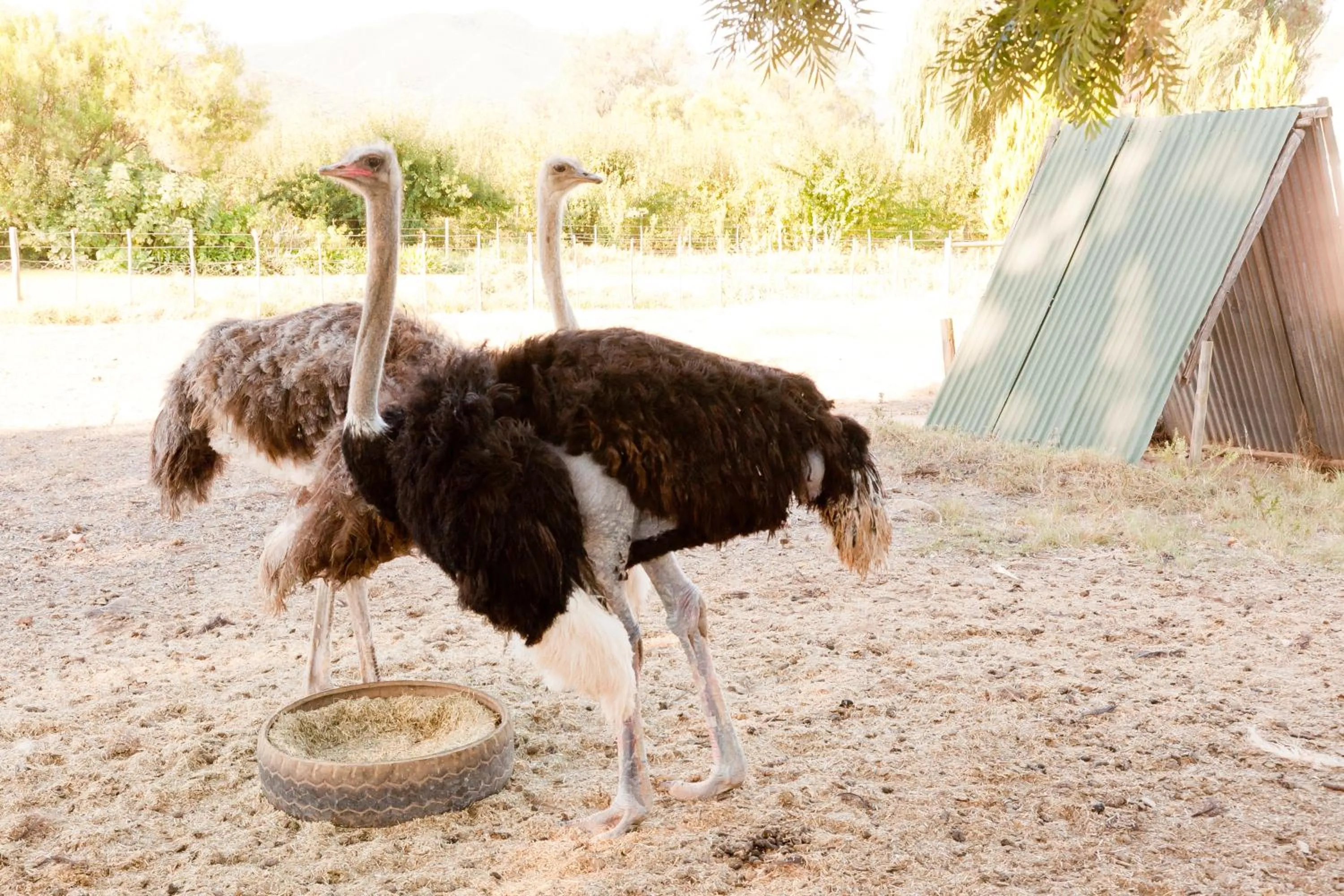 Animals in Oue Werf Country House