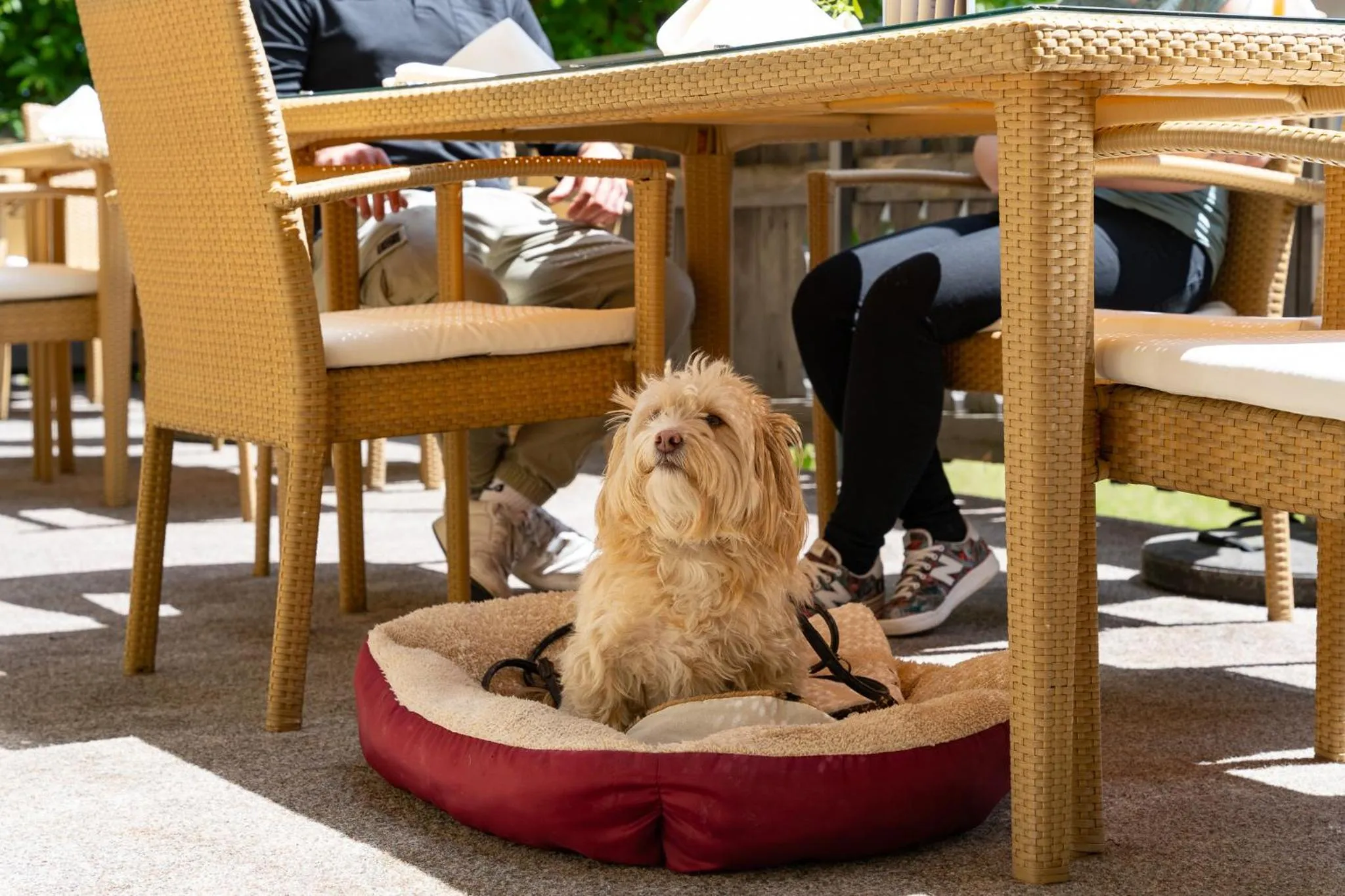 Pets in keyone rooms Tarrenz